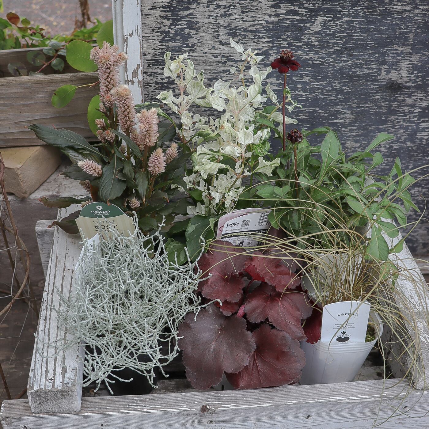 寄せ植え　花■秋の寄せ植え セット割】秋色エレガント寄せ植え苗セット 届いたら直ぐ作れる