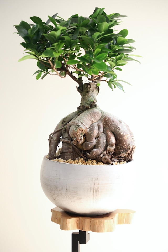 【M】ガジュマル/Ficus microcarpa ※陶器鉢付き