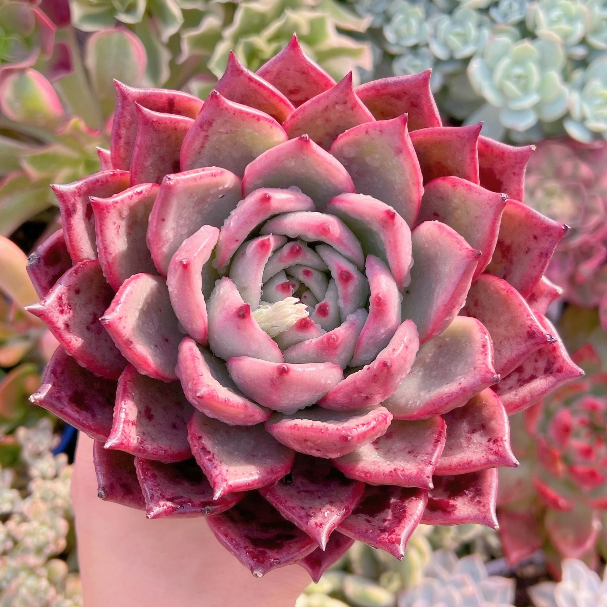 現品　ロメオxマリア#546　新入荷　レア特大15cm苗　るる農園