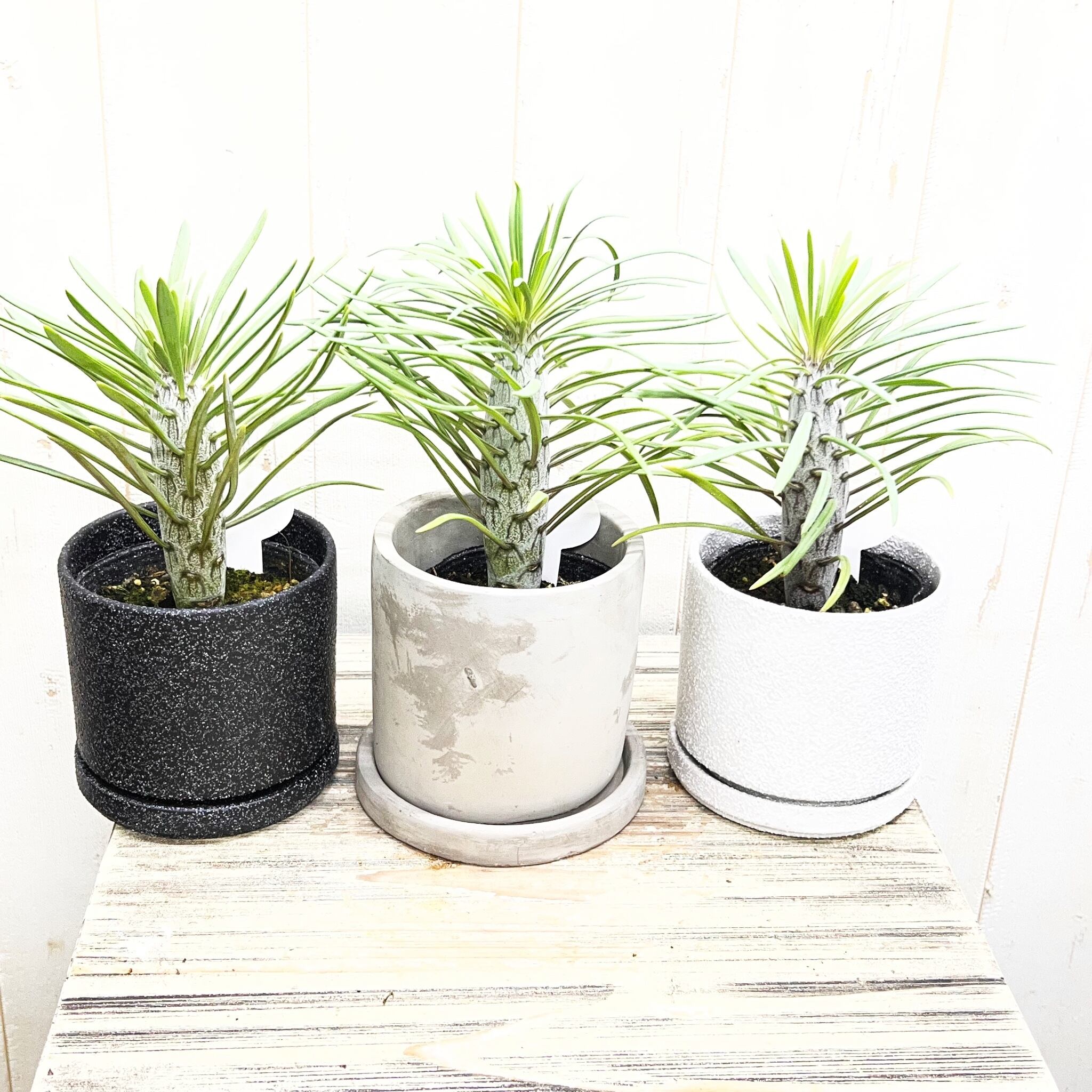 P.Willinckii cv. White Rose【artPLANTs】ビカクシダ/Platycerium
