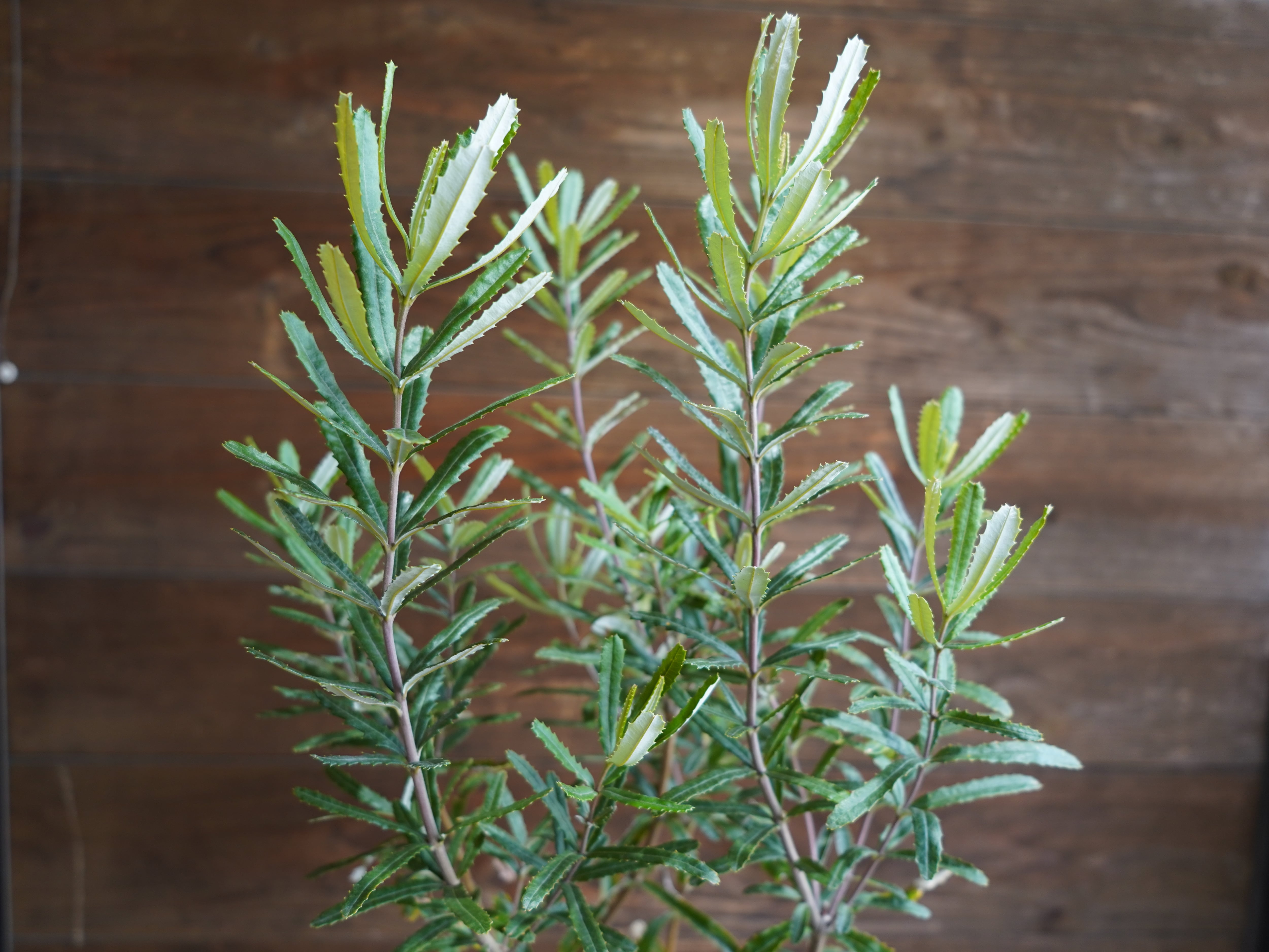 【現物】バンクシア　”セミヌダ”　A