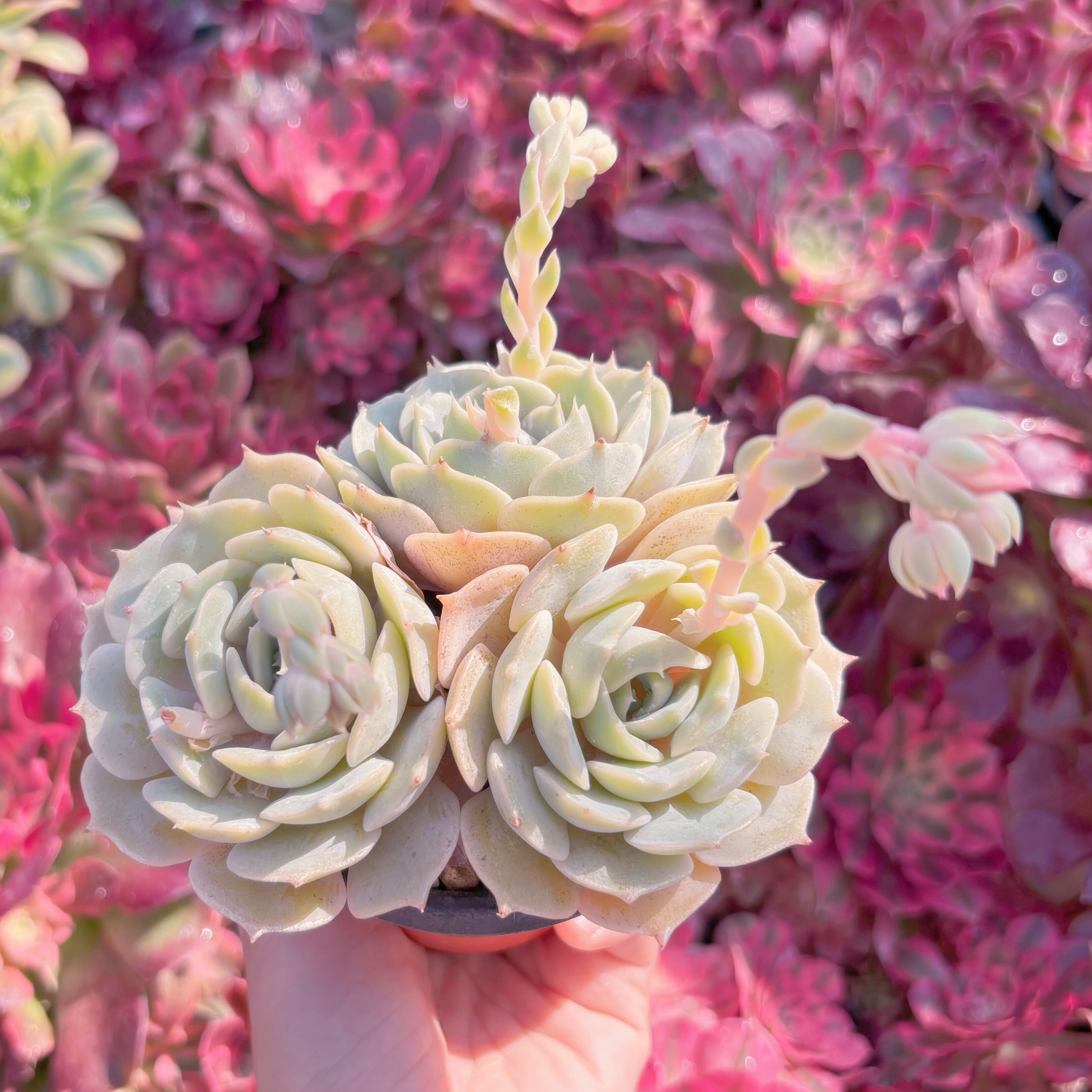 現品 ローラ#K113 るる農園 | るる農園~多肉植物専門