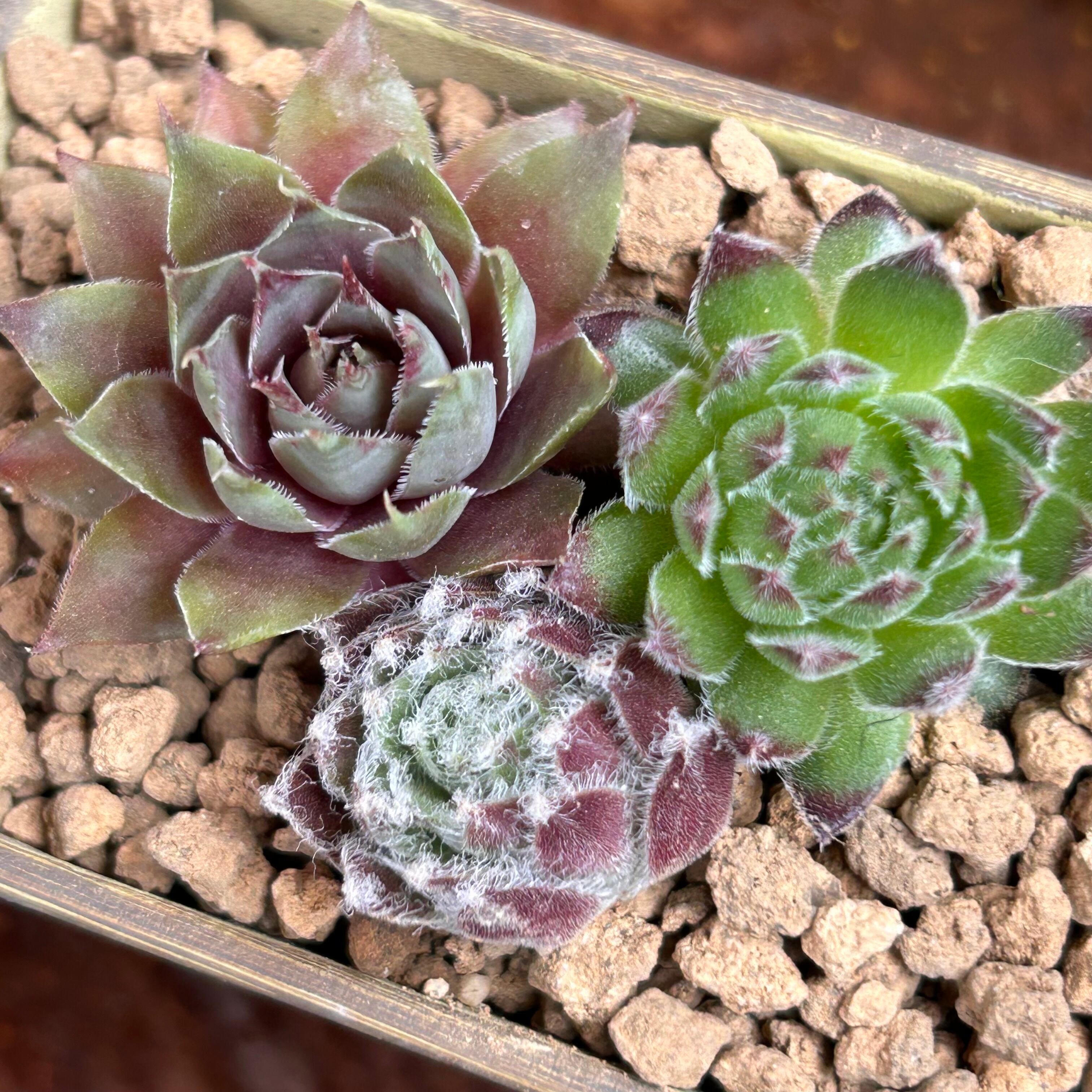 T)センペル寄せ植え(鉢付き | RuPo 多肉植物専門店