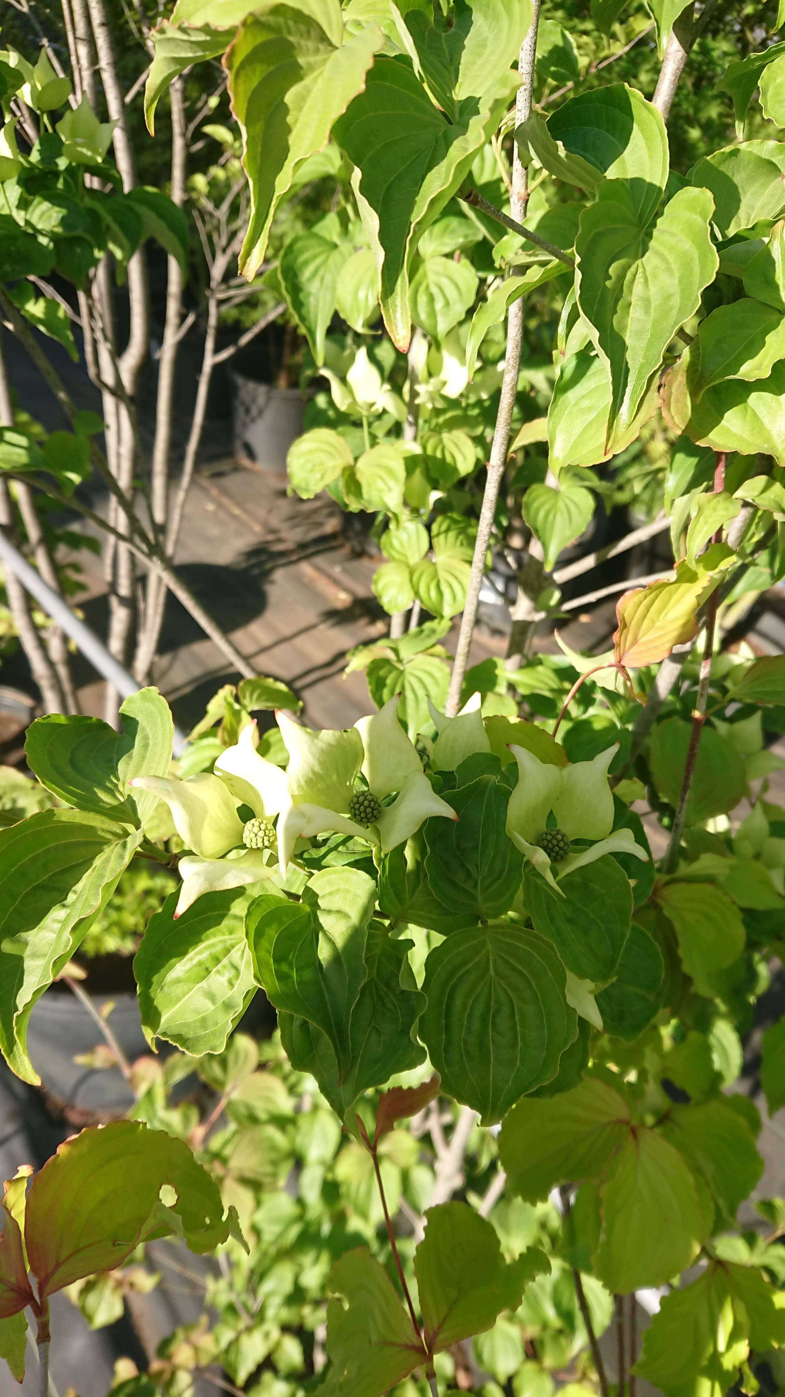 ヤマボウシ 株立ち（45㎝ポット / 地植え）