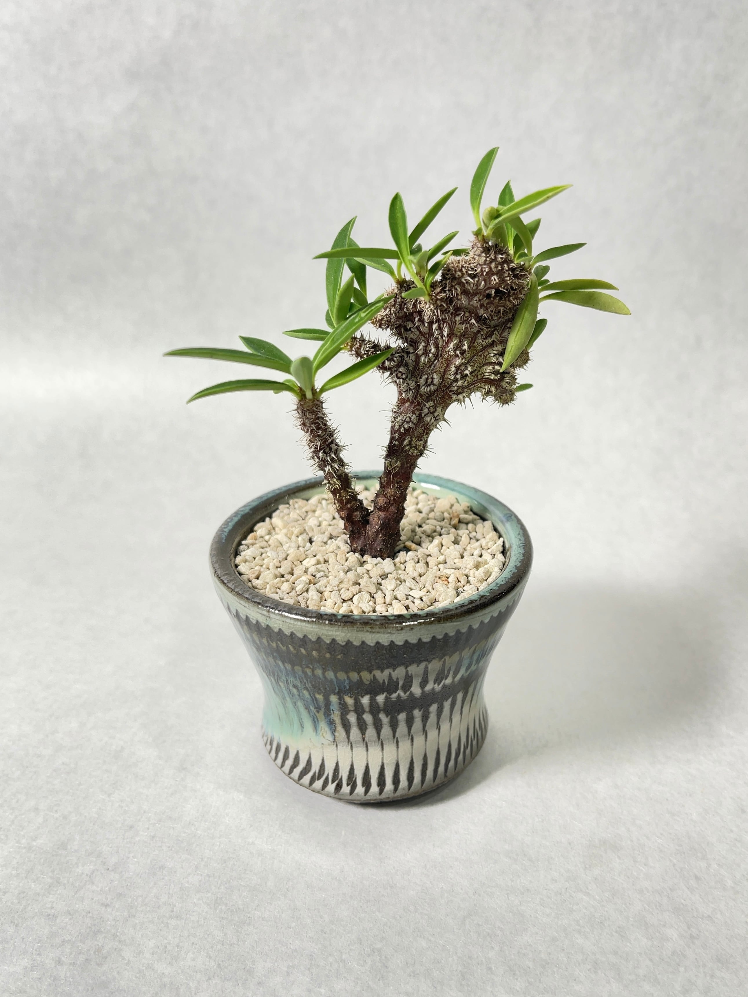 ユーフォルビア・ディディエレオイデスhyb.綴化 | trigger