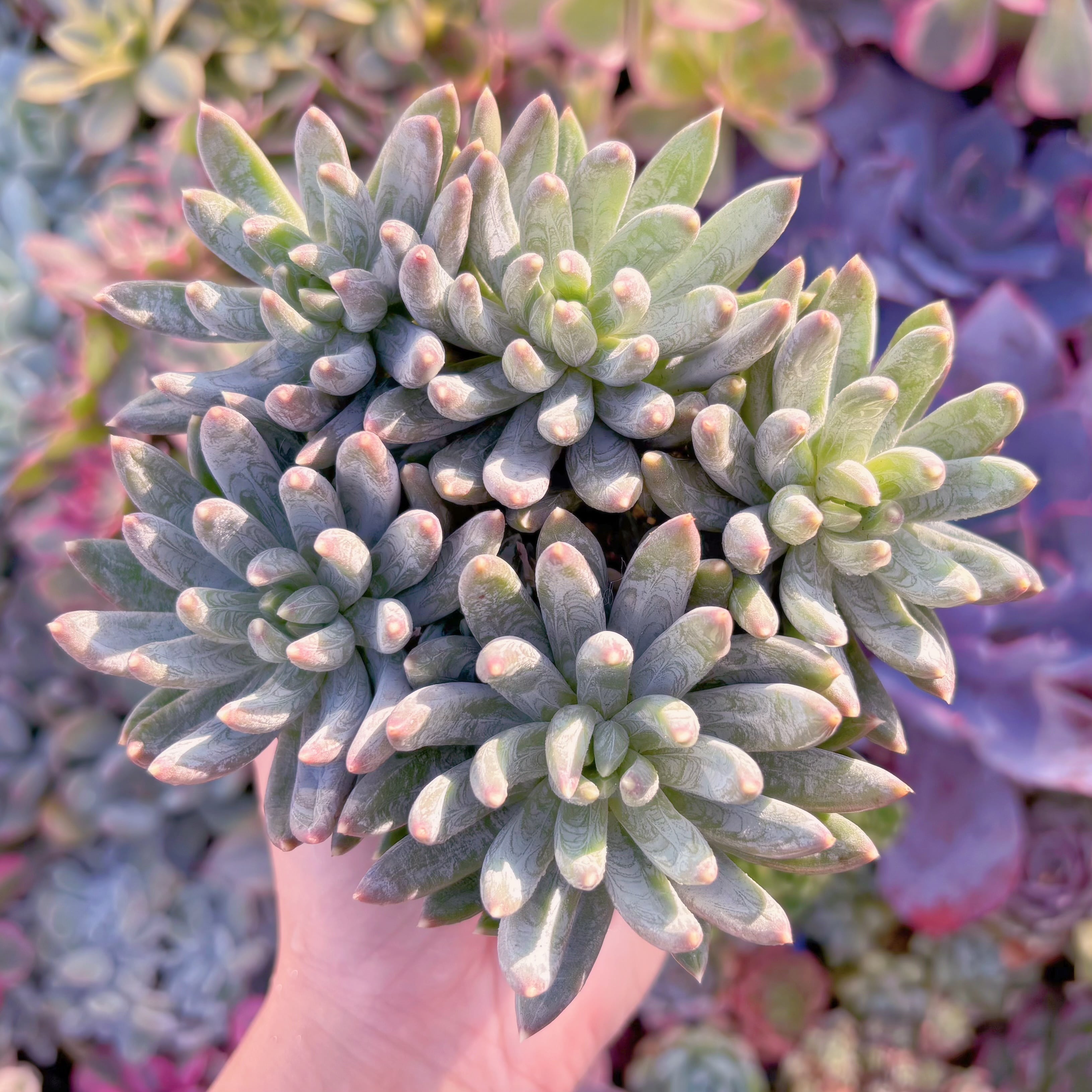 現品　玄彩星(げんさいせい)#B45　大群生　るる農園