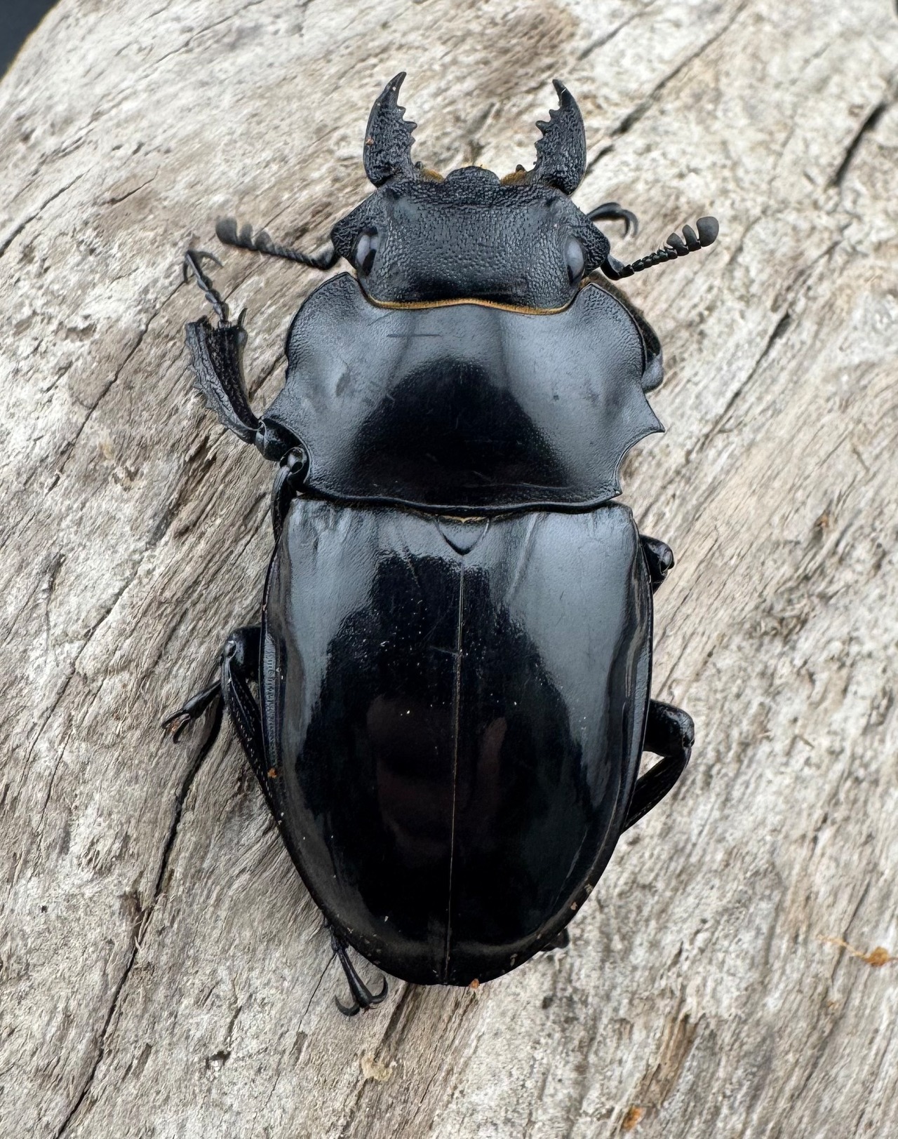 【WD】《インターメディアツヤクワガタ パラワン産 93mm ペア》