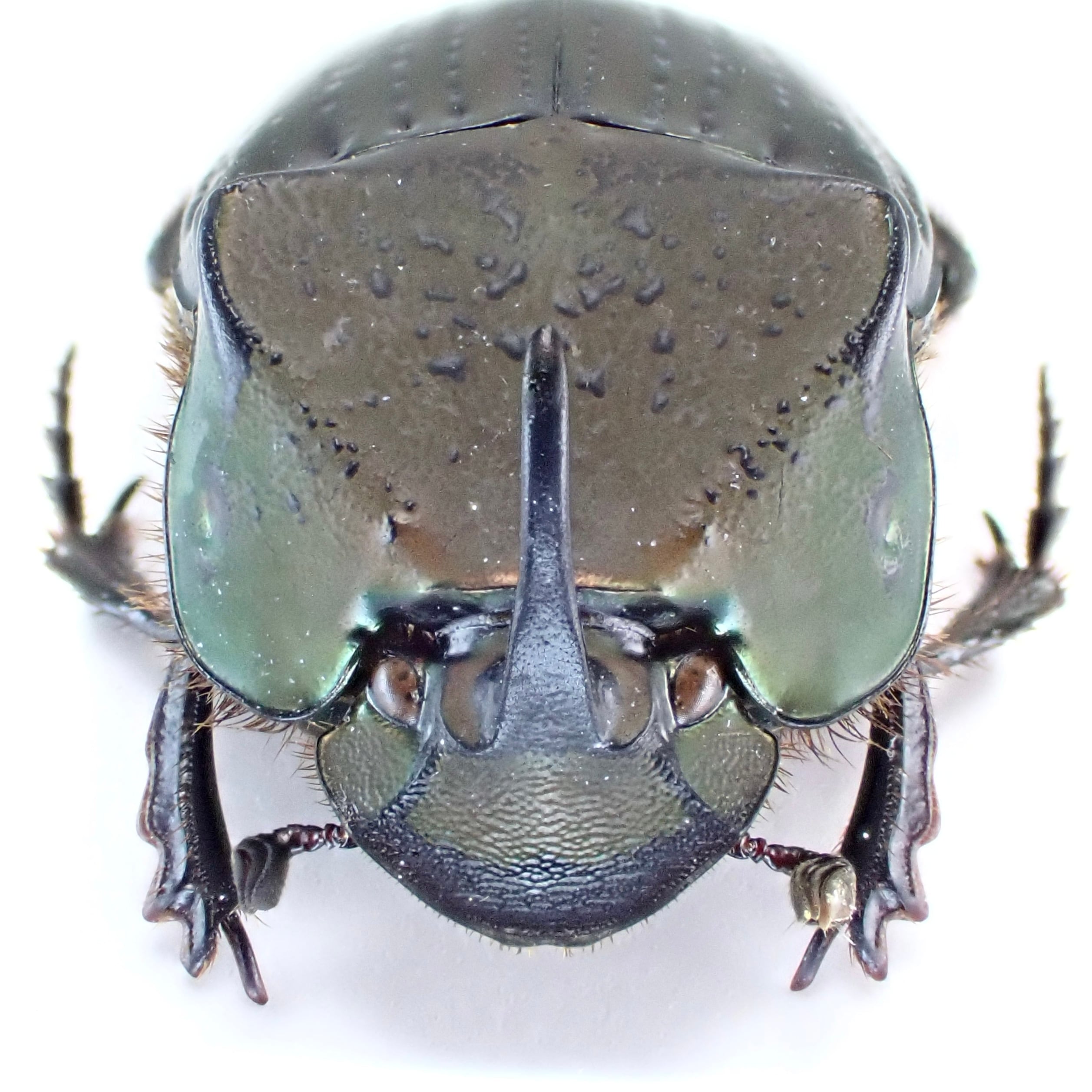 ペルー産 Phanaeus cambeforti ♂♀ 15mm/15mm | 昆虫標本 Diggers