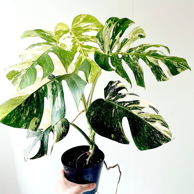 葉が開閉する 可愛い エバーフレッシュ ネムノキ 観葉植物 calm cafe