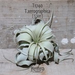 【送料無料】キセログラフィカ S〔エアプランツ〕現品発送T1740