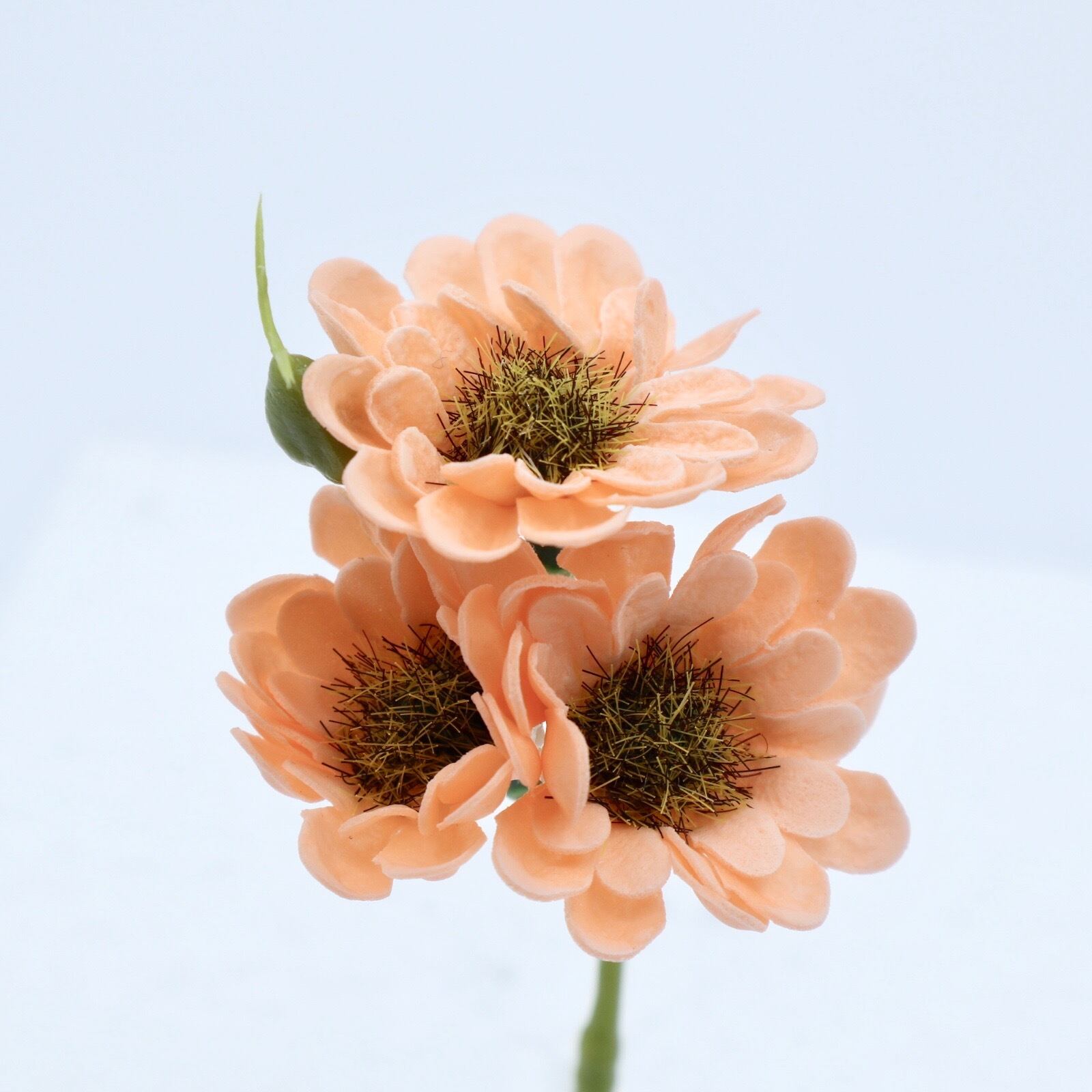 デイジーI-O2 シャーベットオレンジ (15輪入りor25輪入り)