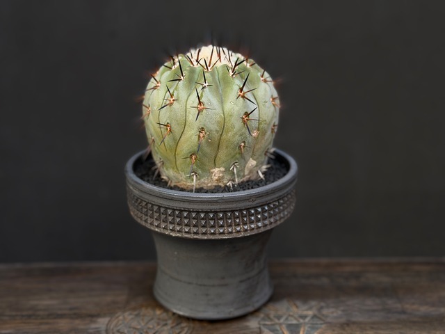 黒王丸（カキ仔実根）