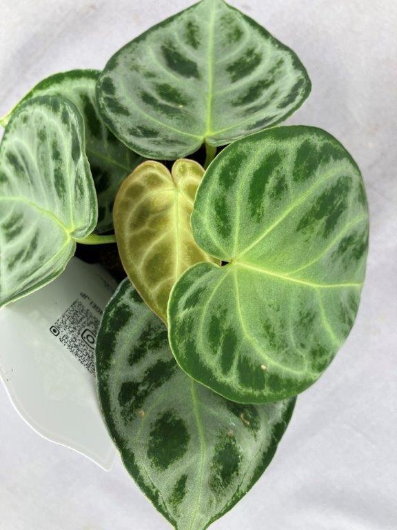 観葉植物 | 日本ライン花木センター