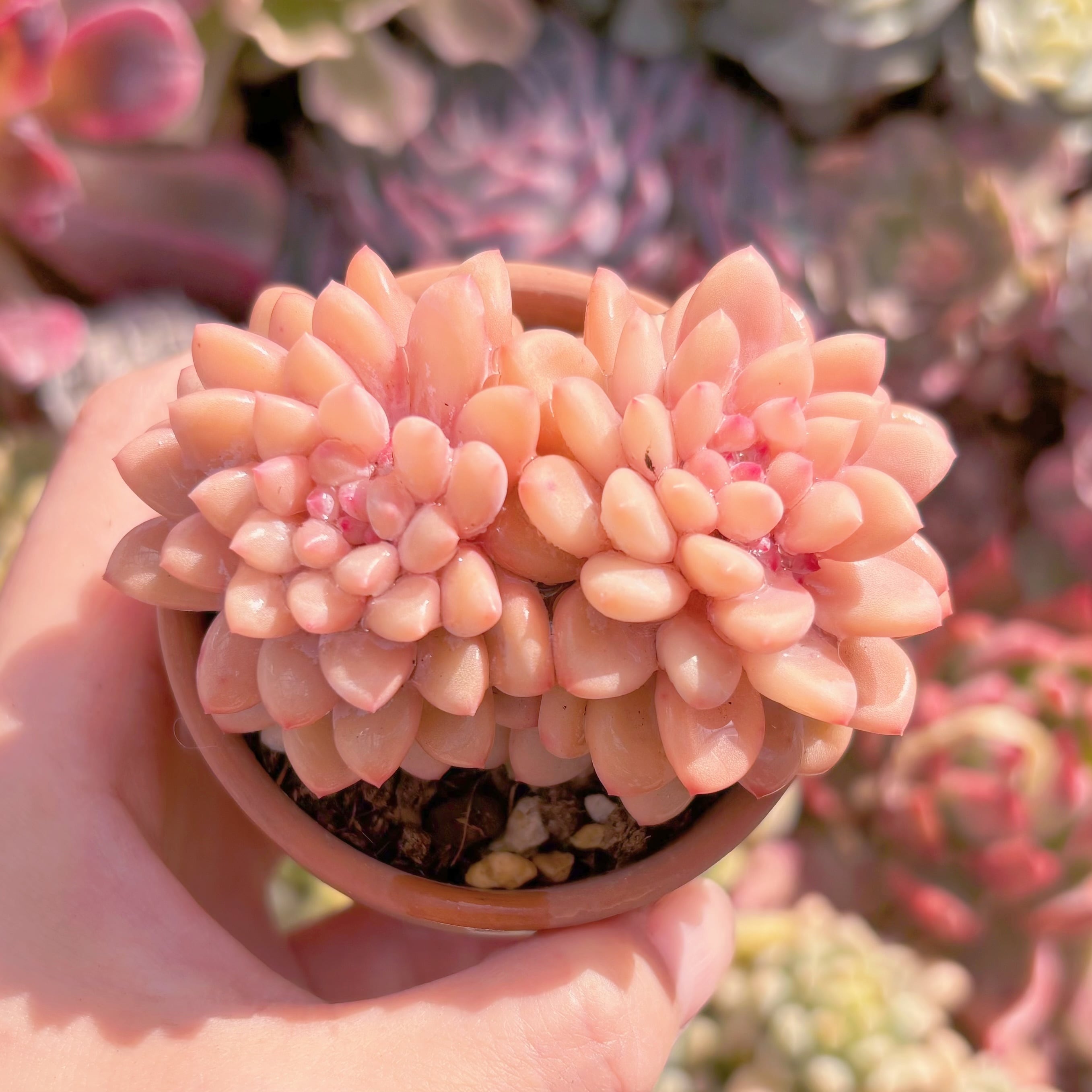 現品　ストロベリークリーム#636　るる農園