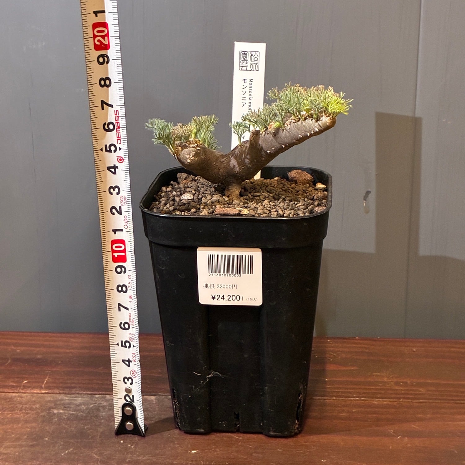 新着3日限定10%OFF】モンソニア ムルチフィダ（サルコカウロン
