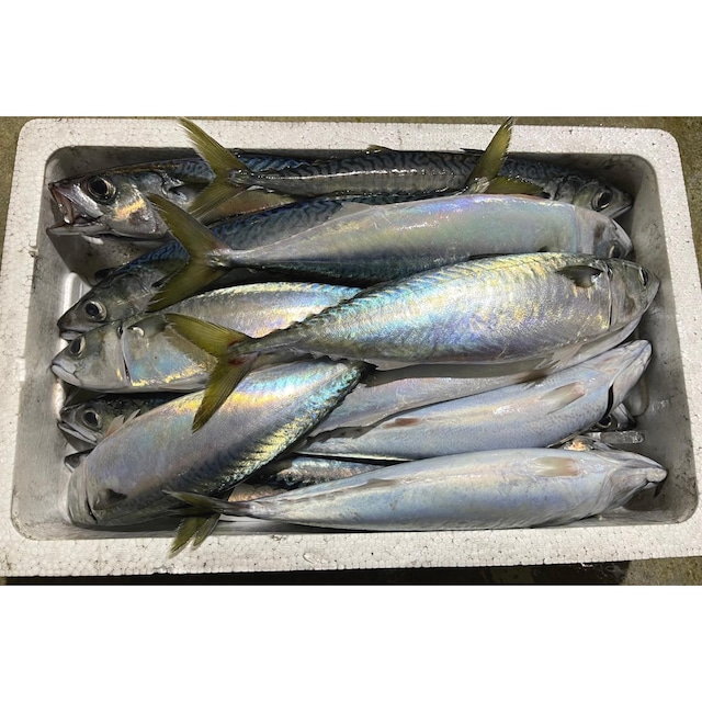 旬の尾道地魚詰合せS　6,600円