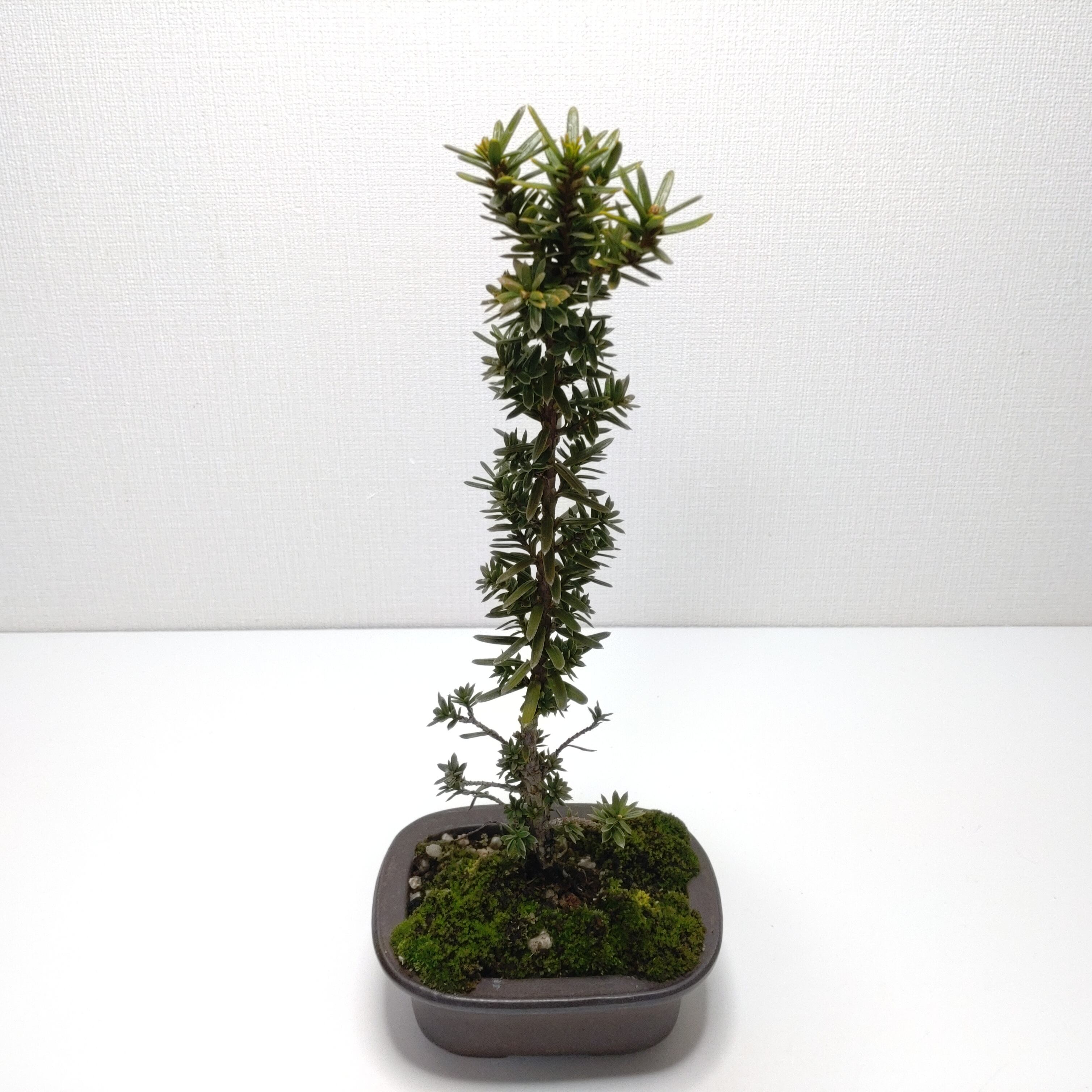 伽羅木（キャラボク）盆栽 CS201 | 盆栽創【Bonsaisou】