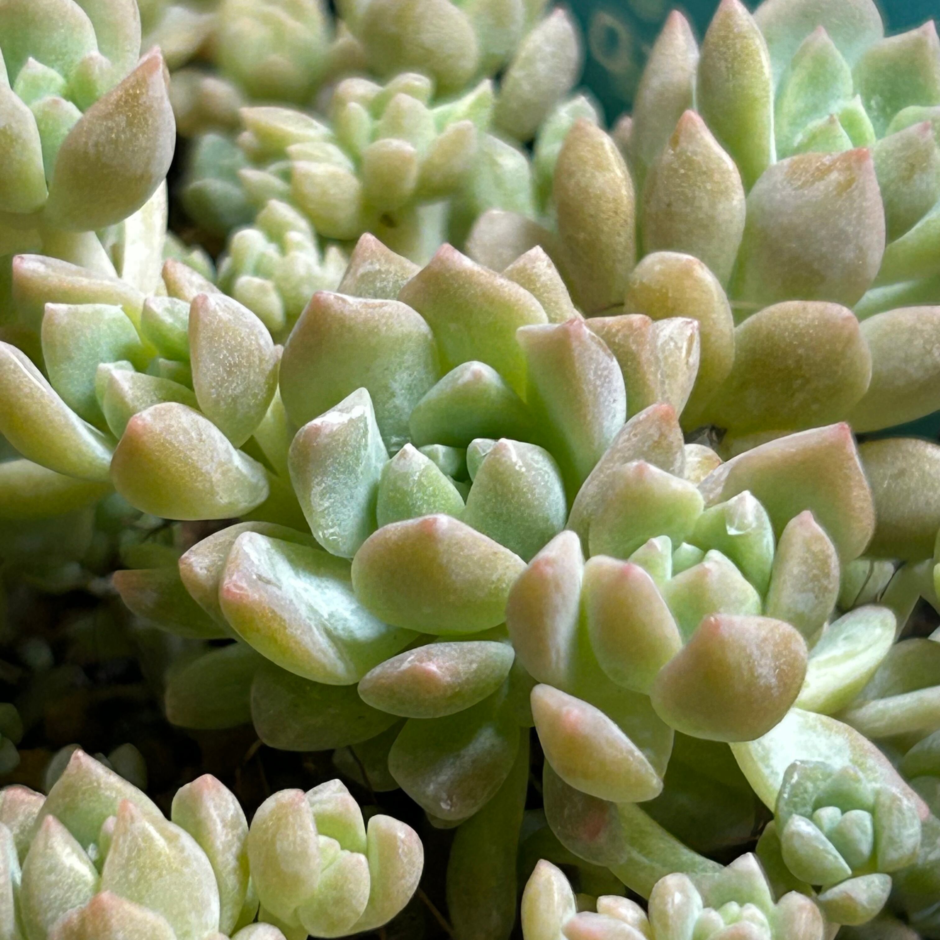 プロリフェラ | RuPo 多肉植物専門店