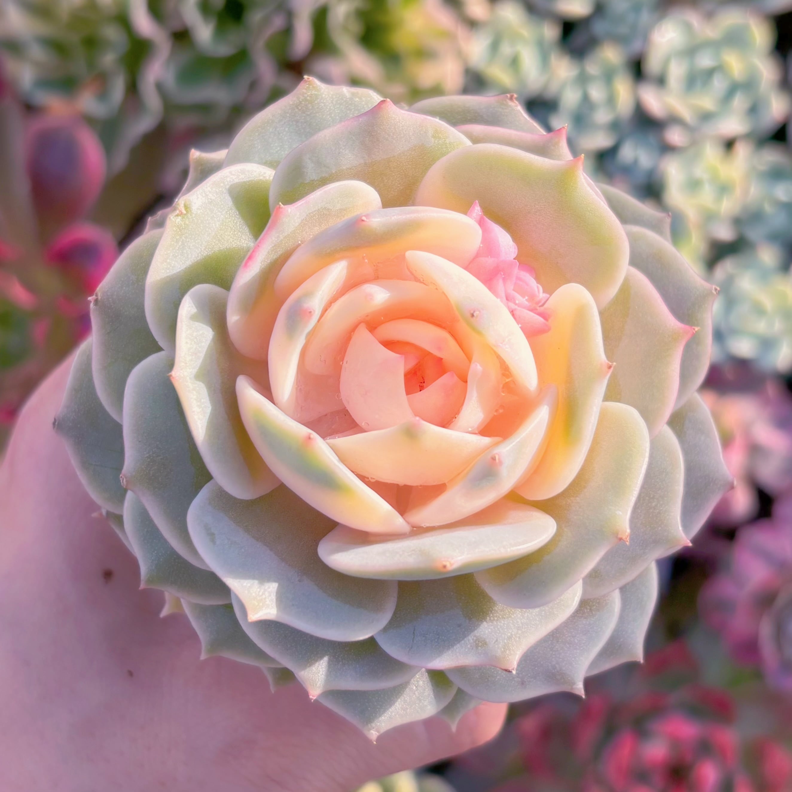 多肉植物 ローラ錦 新入荷 るる農園 | るる農園~多肉植物専門