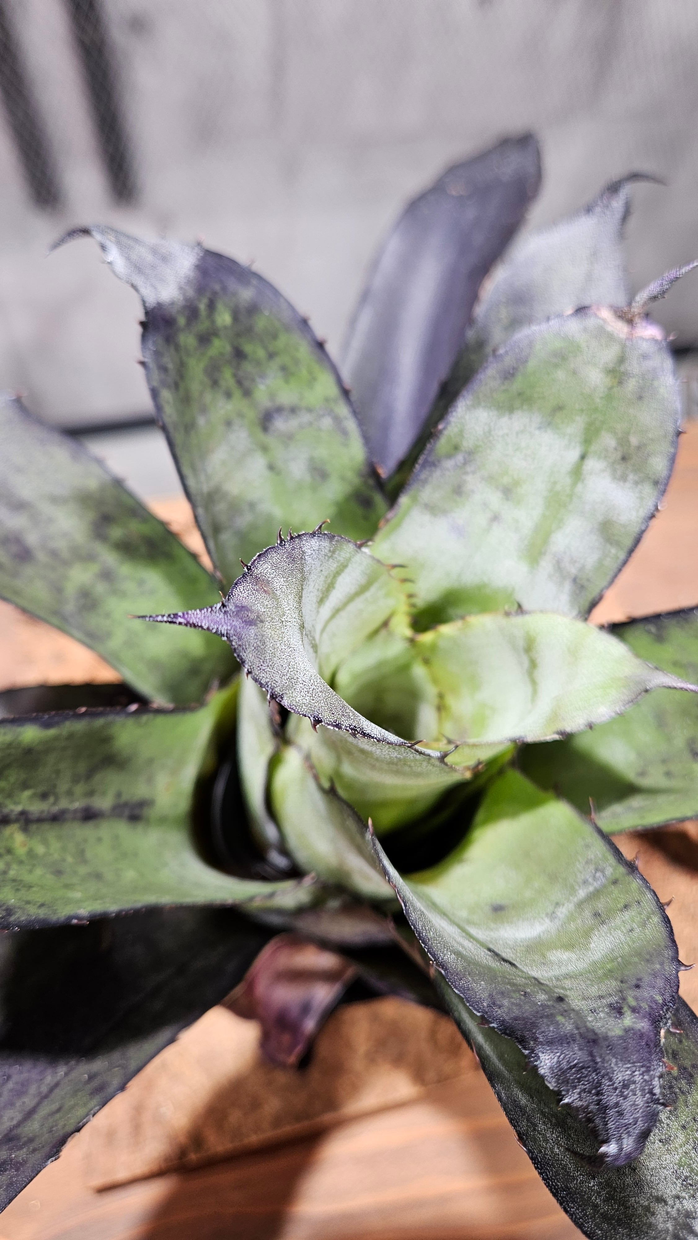 Hohenbergia Leopoldo-Horstii (Black)【artPLANTs/PLANTS GARAGE