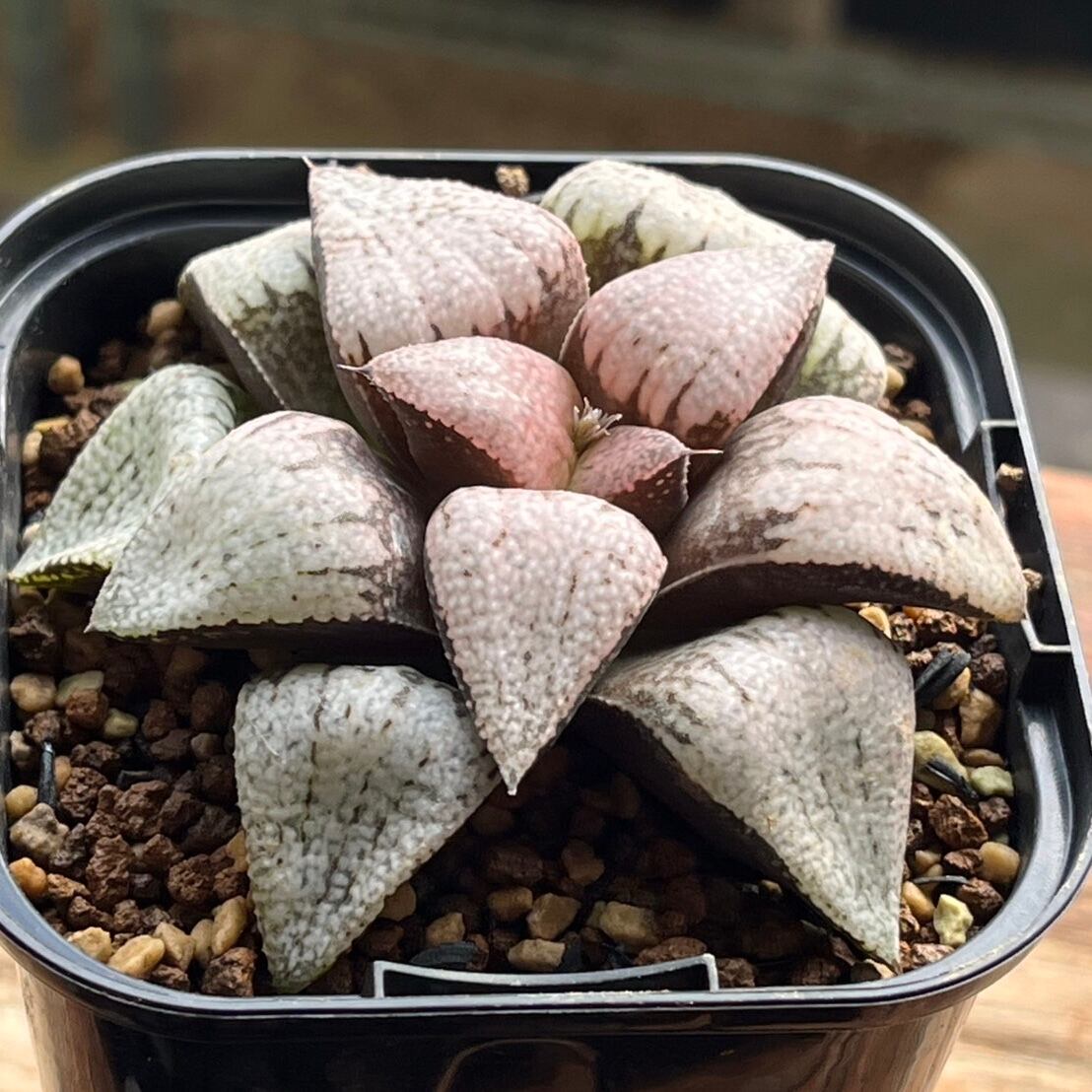 ハオルチア 狼牙 | mocono_plants