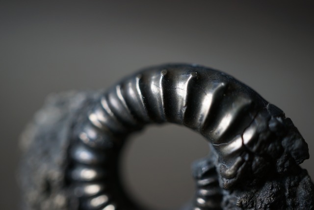 イギリス産黄鉄鉱化アンモナイト  Pyritized Ammonite 1490