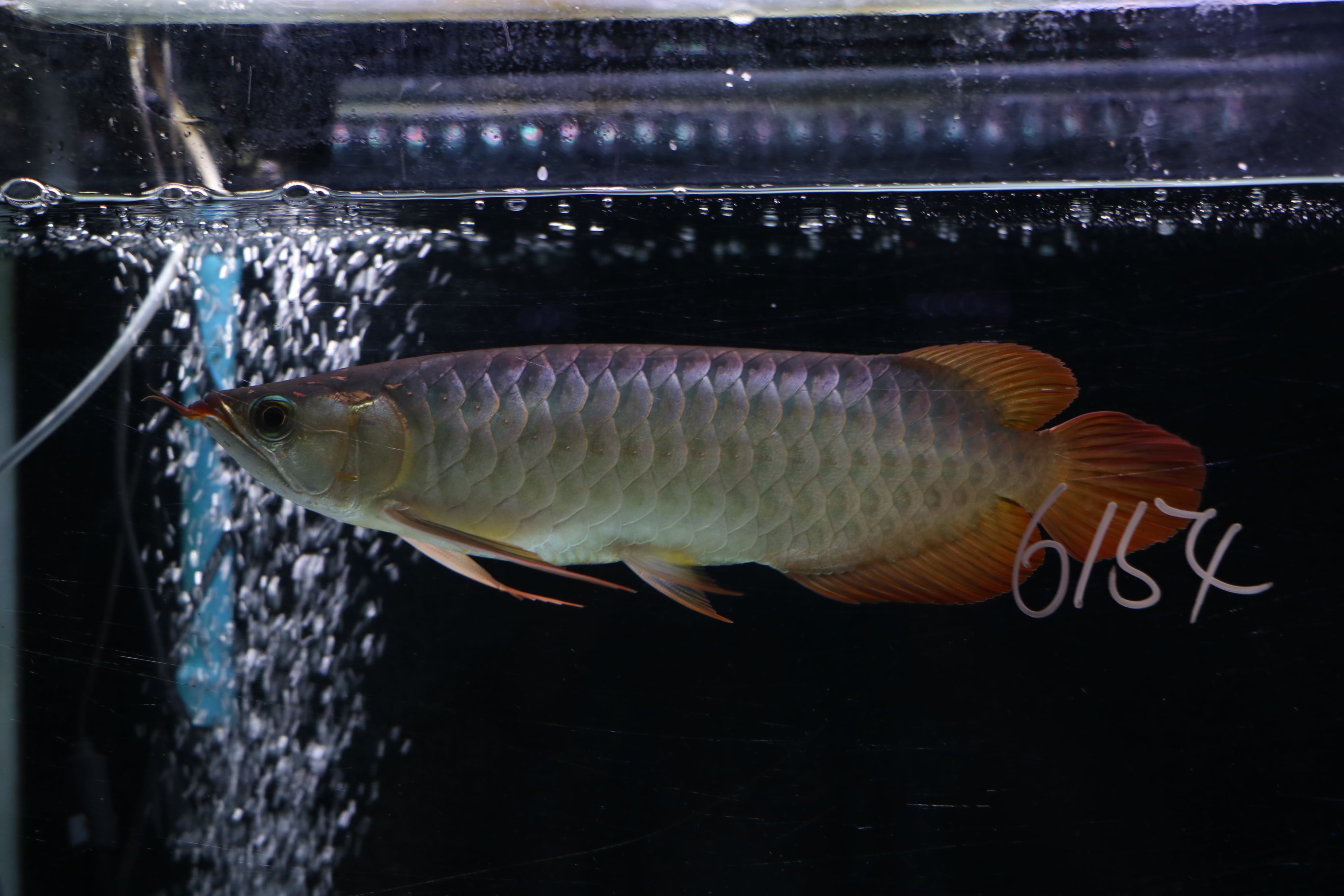 紅龍No.6154(スーパーレッド)☆ハイクオリティ☆ ±24㎝