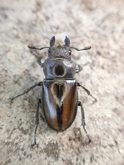 【WD】《デラバイミヤマ ♀単》