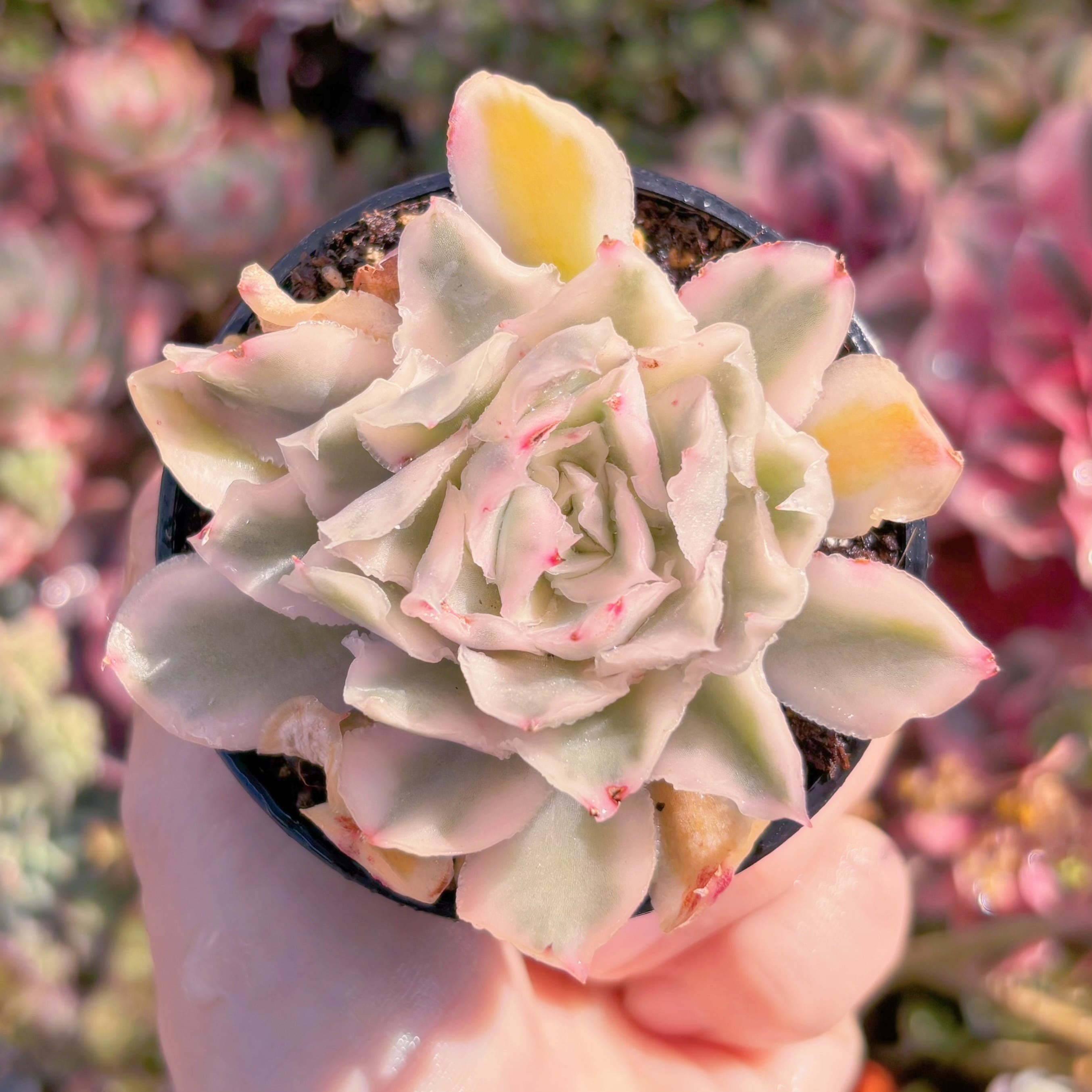 現品　パープルバタフライ錦#2001　るる農園