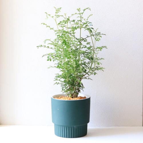 【グリーン】シマトネリコ