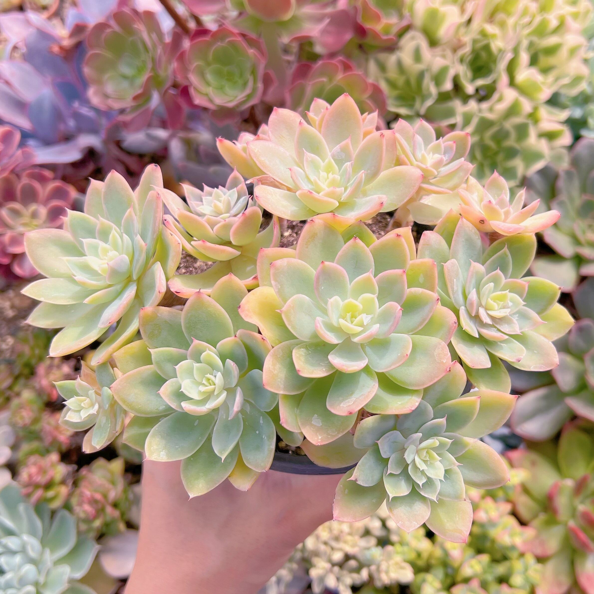 現物　silkveli#205　特大　抜き苗　るる農園