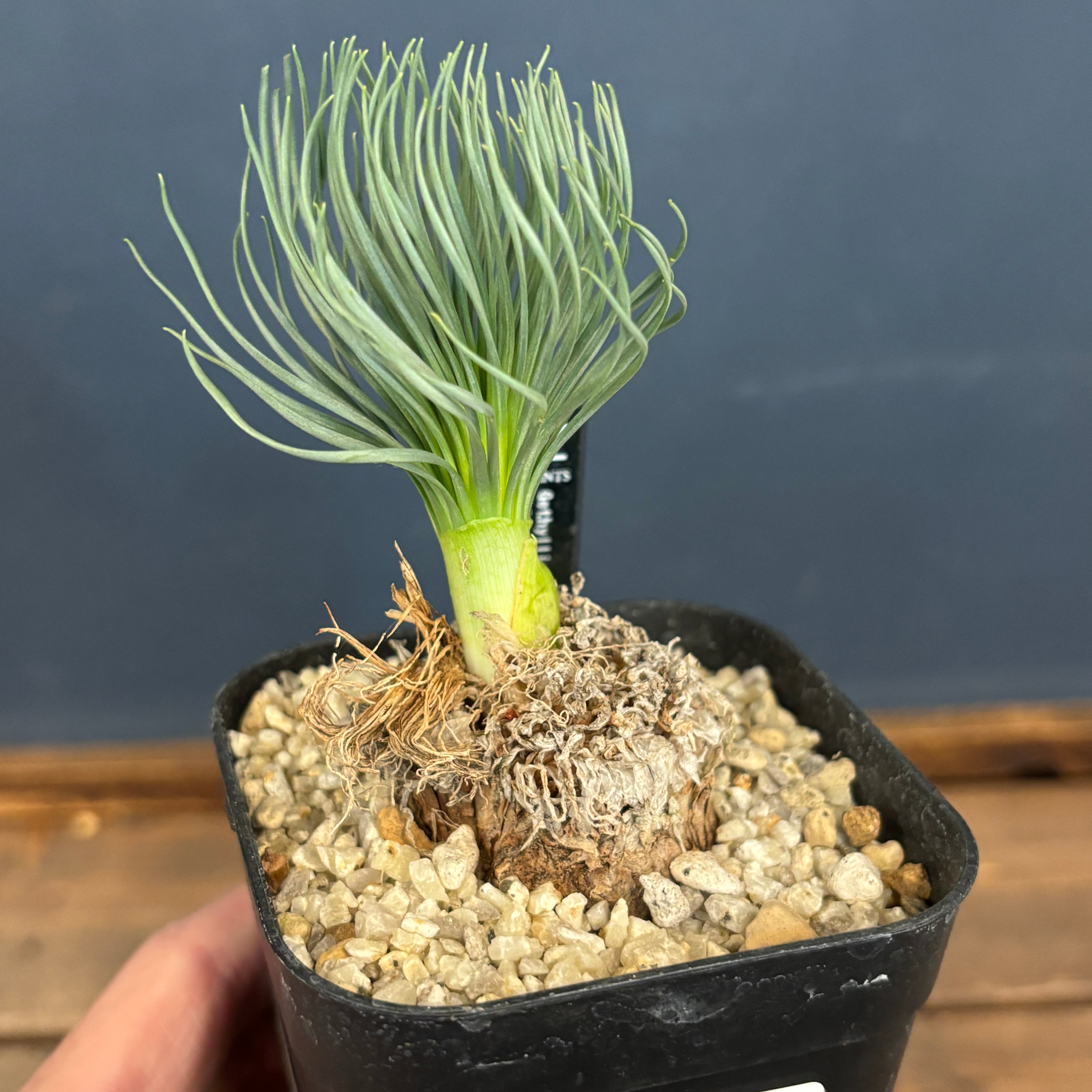 ゲチリス グランディフローラ【365】 | PROTOLEAF プロトリーフ