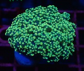 【現地買付】Yaeyamaensis Yellow 4