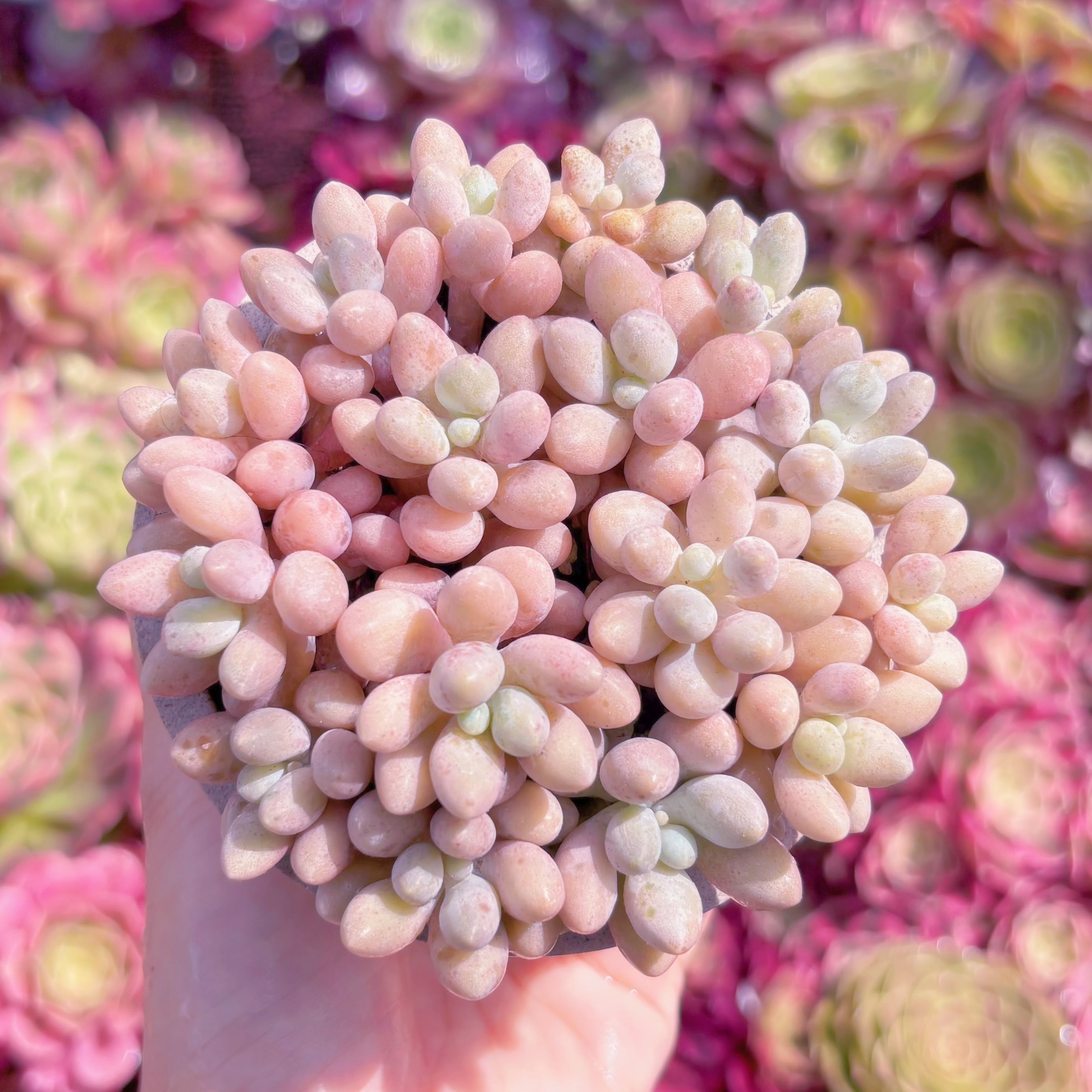多肉植物　ぷる珠　新入荷　るる農園