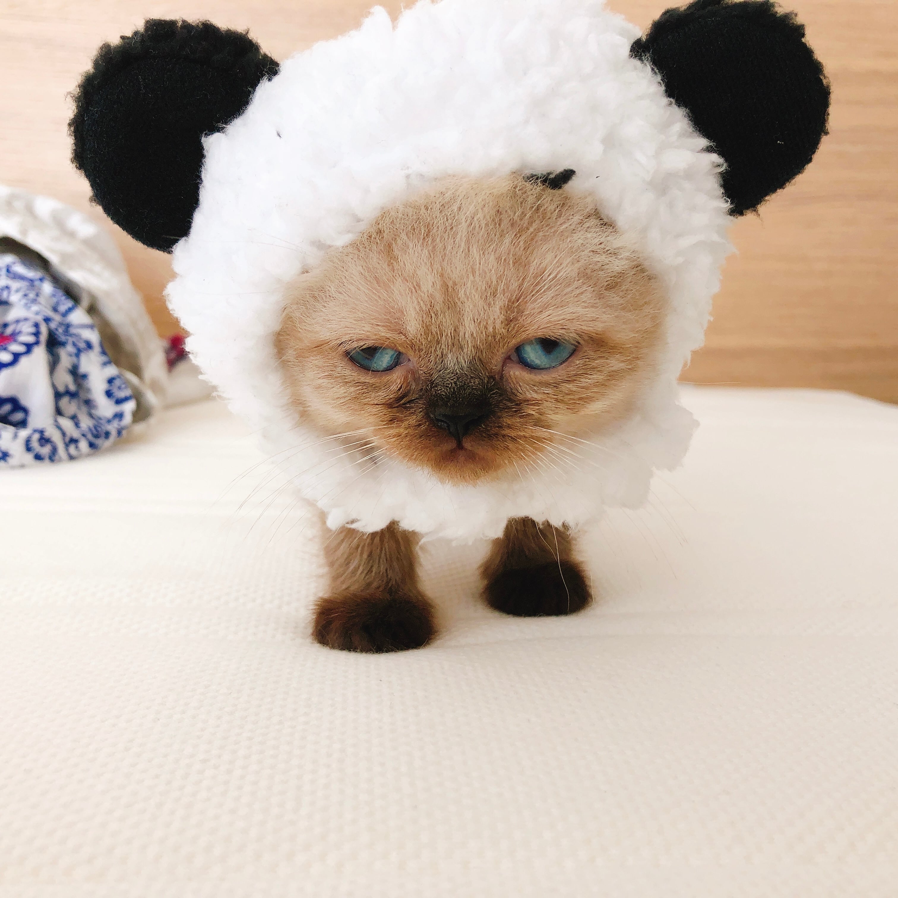 パンダ被り物 猫 帽子 コスプレ | nyanpets 猫グッズ専門店