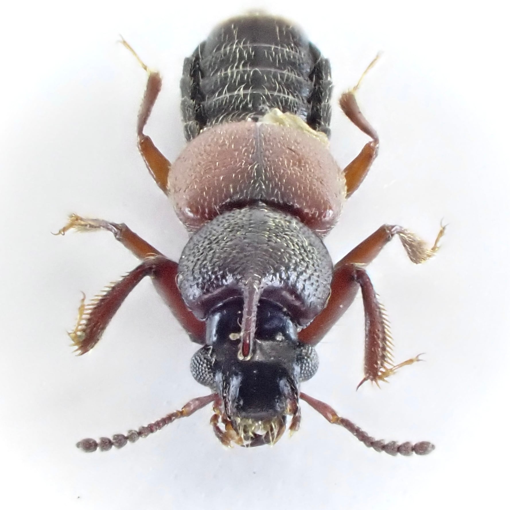 標本 Yunnan China Necydalis s.p 23mm タジキスタン産 Bledius sp. 1ex 6mm | 昆虫標本 Diggers & Rollers