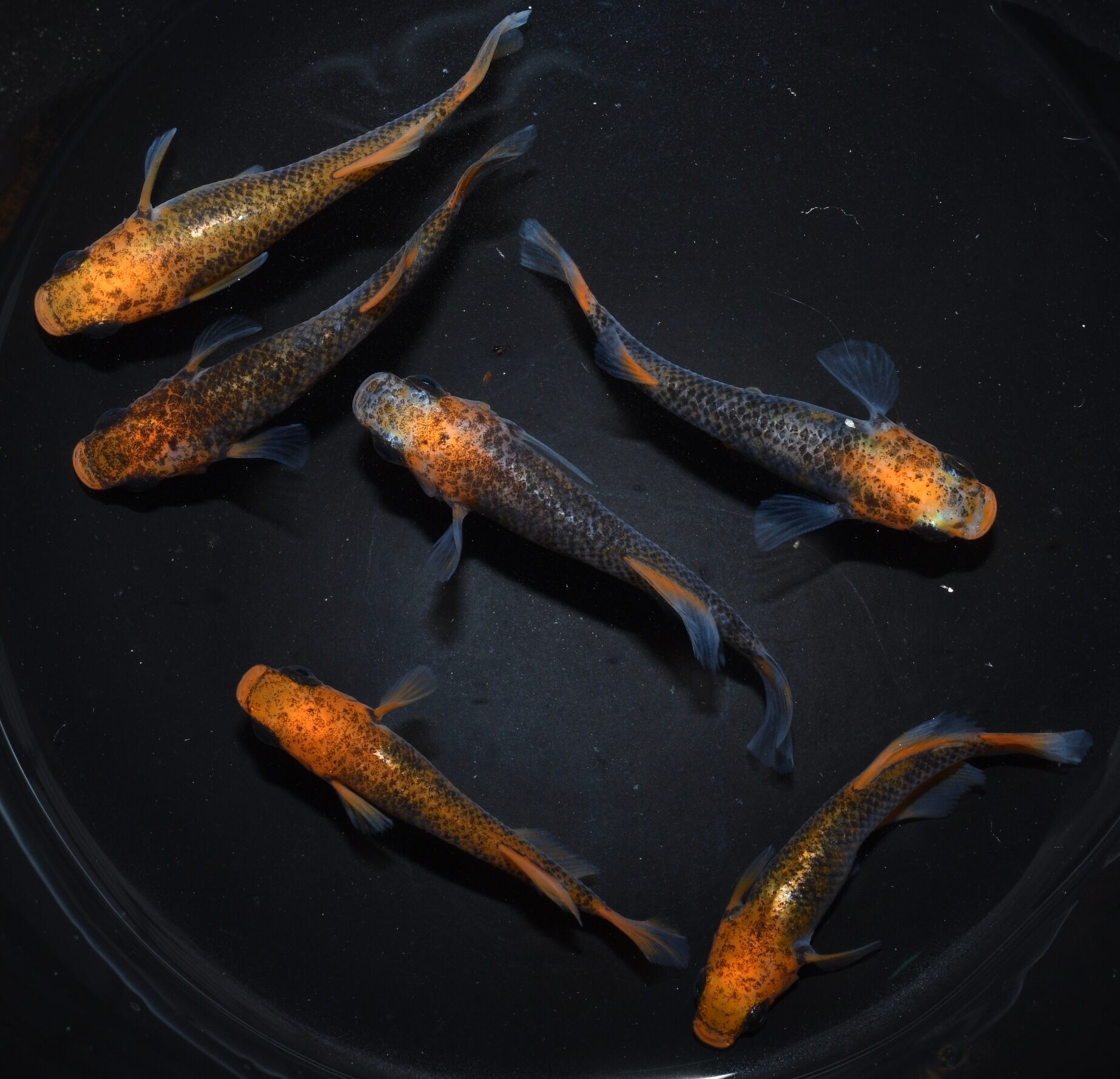 星田めだか】 菊銀紅玉 オス1メス2