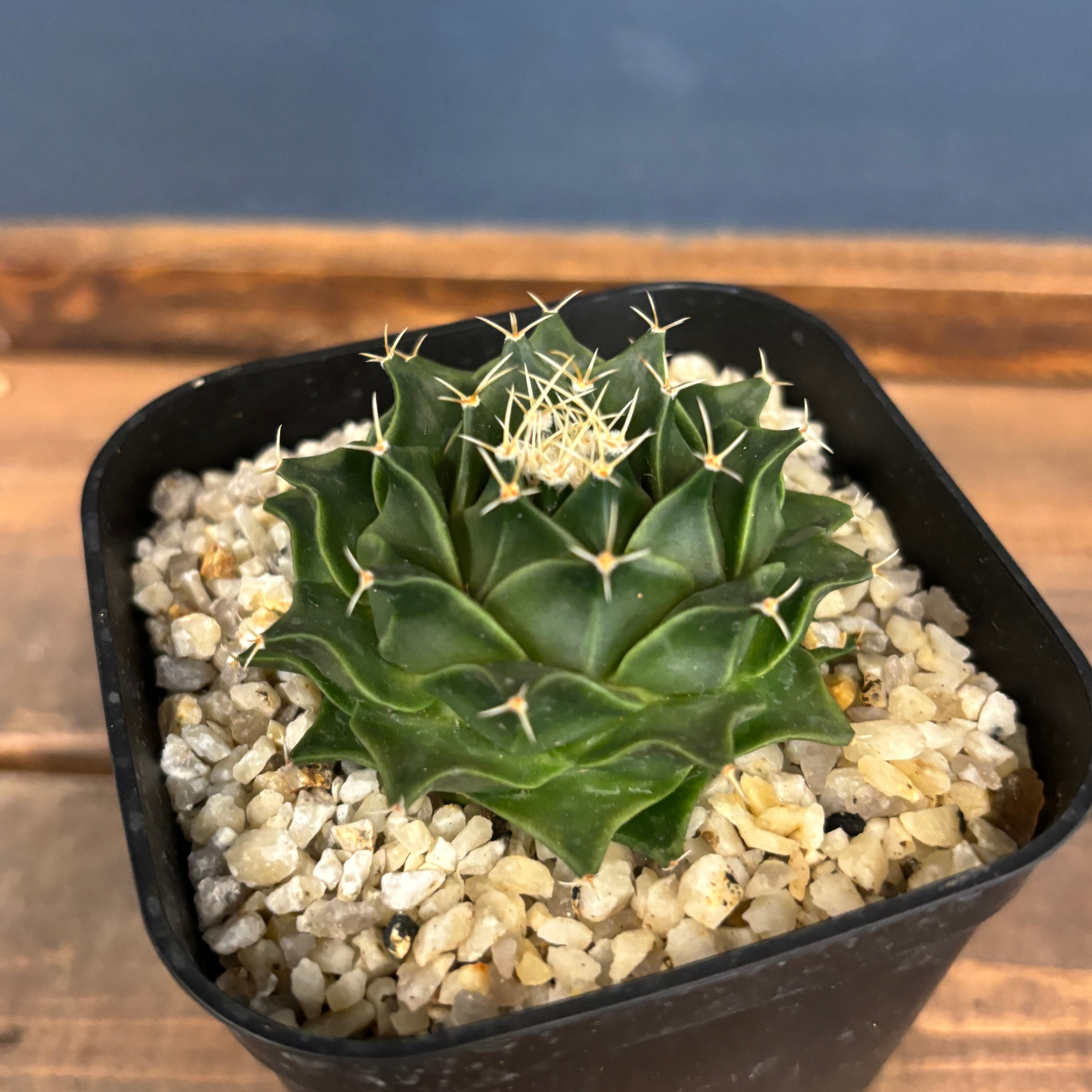 サボテン オブレゴニア 帝冠【843】 | PROTOLEAF プロトリーフ