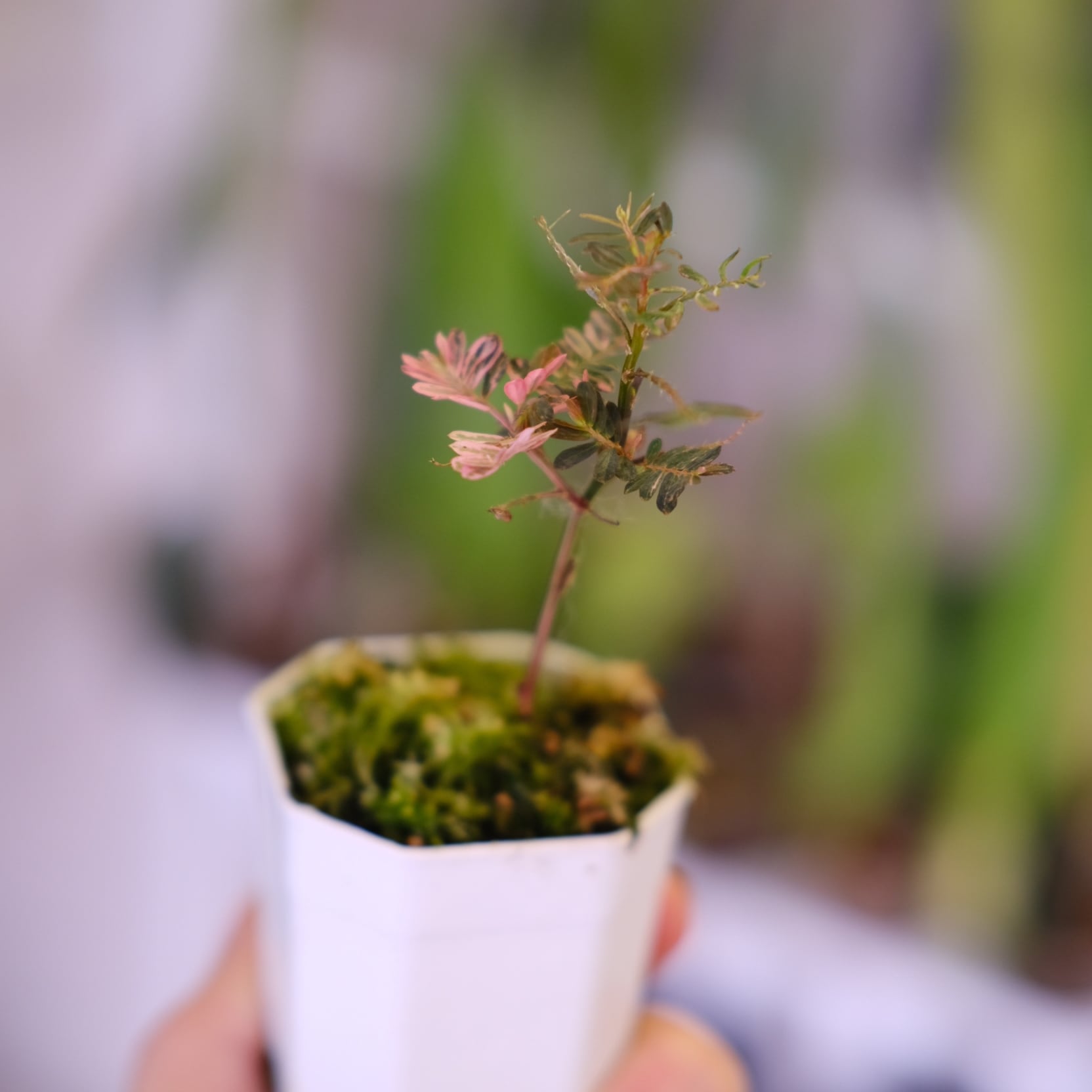 Phyllanthus urinaria 'Pink Variegated'│フィランサス・ウリナリア