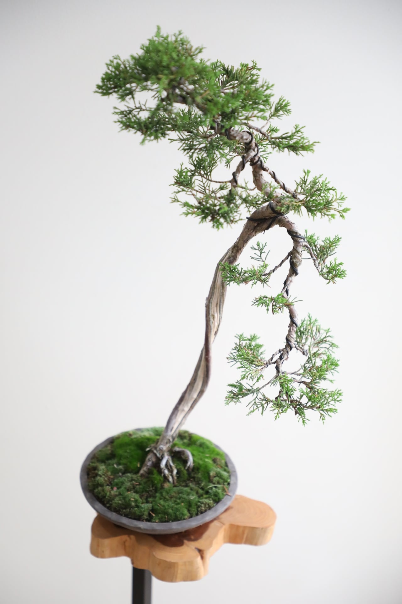 M】糸魚川真柏 盆栽 ※推定樹齢30年/Juniper Shimpaku | 【厳選植物・器