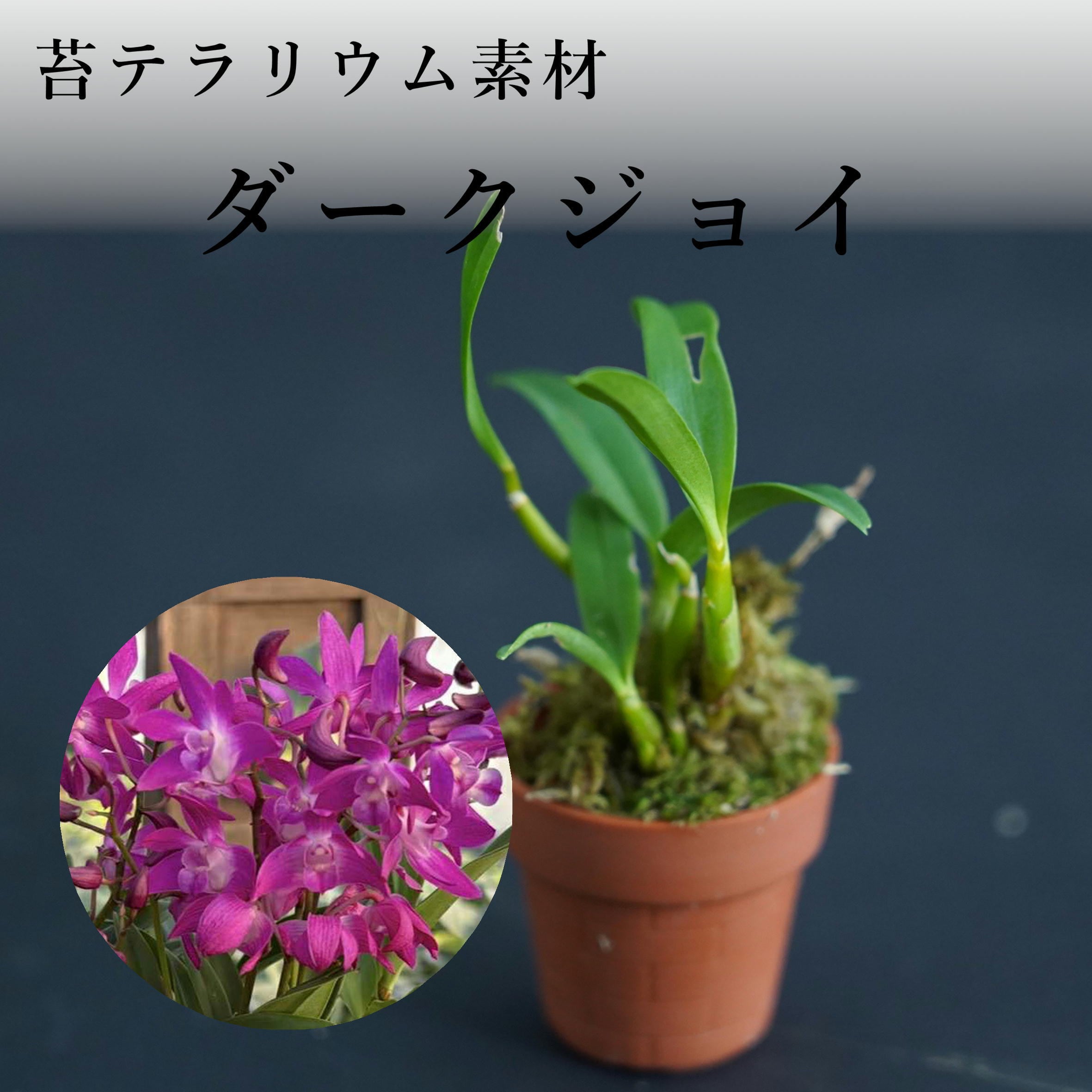 Den.kingianum ダークジョイ【着生ラン】苔テラリウム用ミニミニポット