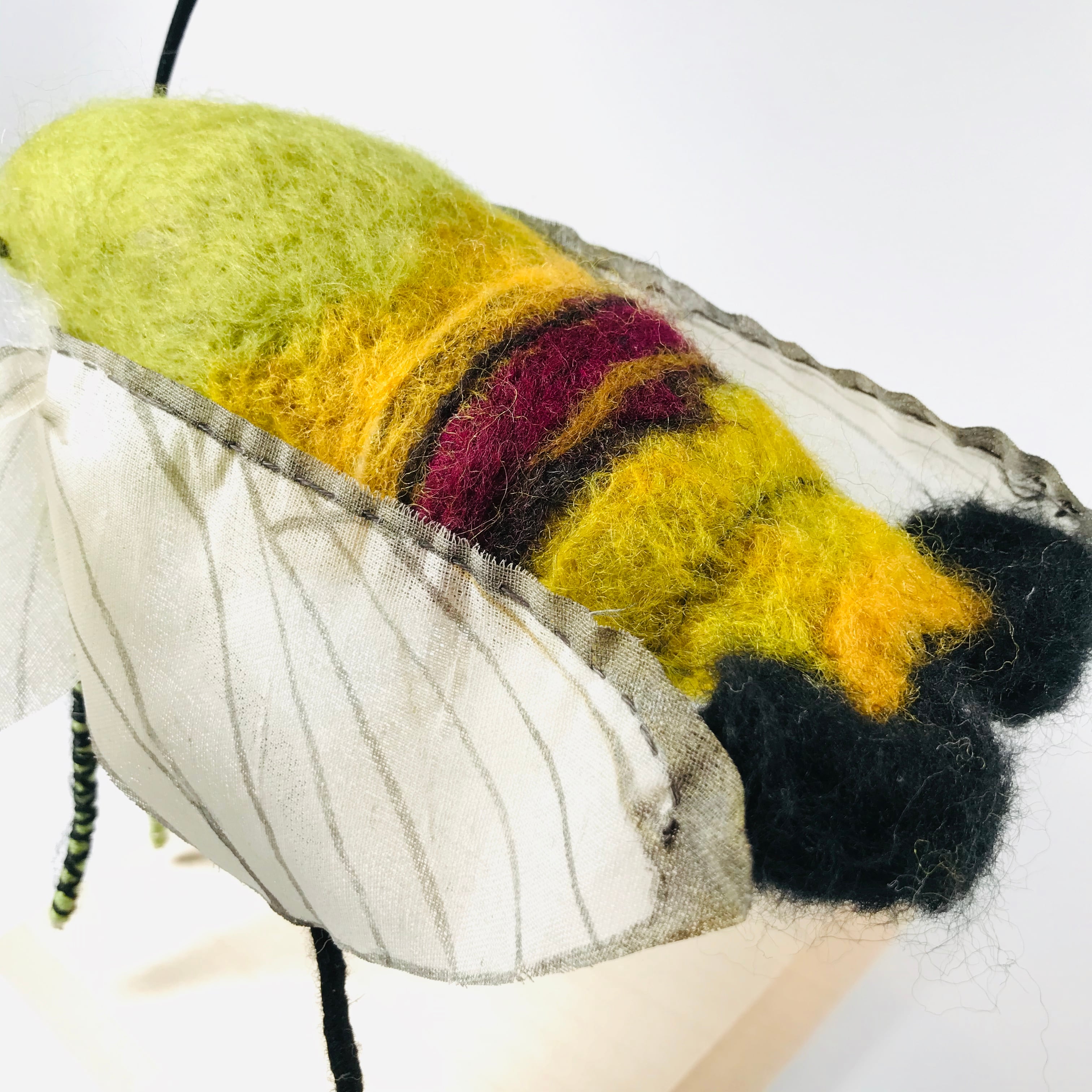 kemonoya 】オオスカシバ | HOW HOUSE