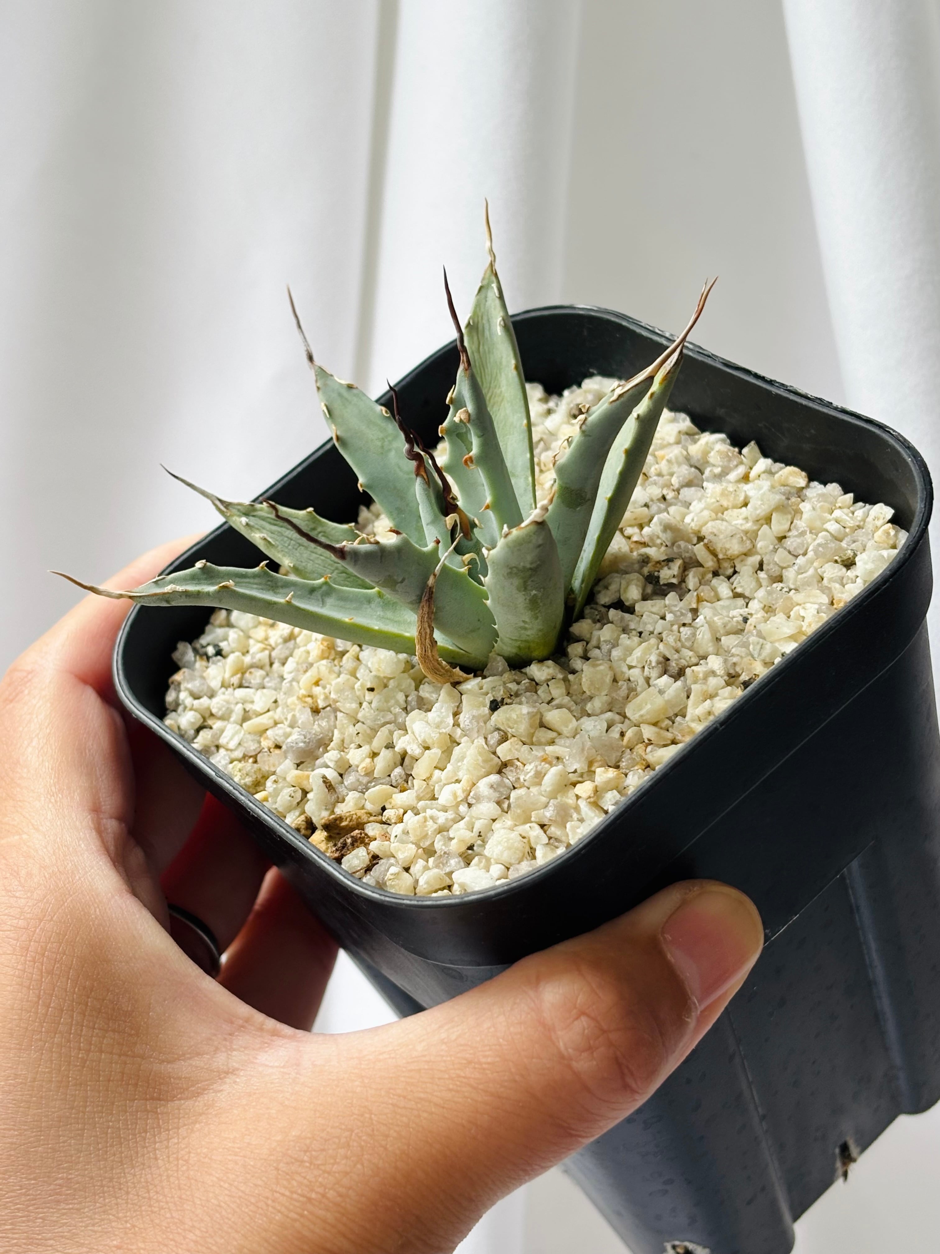 Agave utahensis eborispina アガベ エボリスピナ 多肉植物 | plants