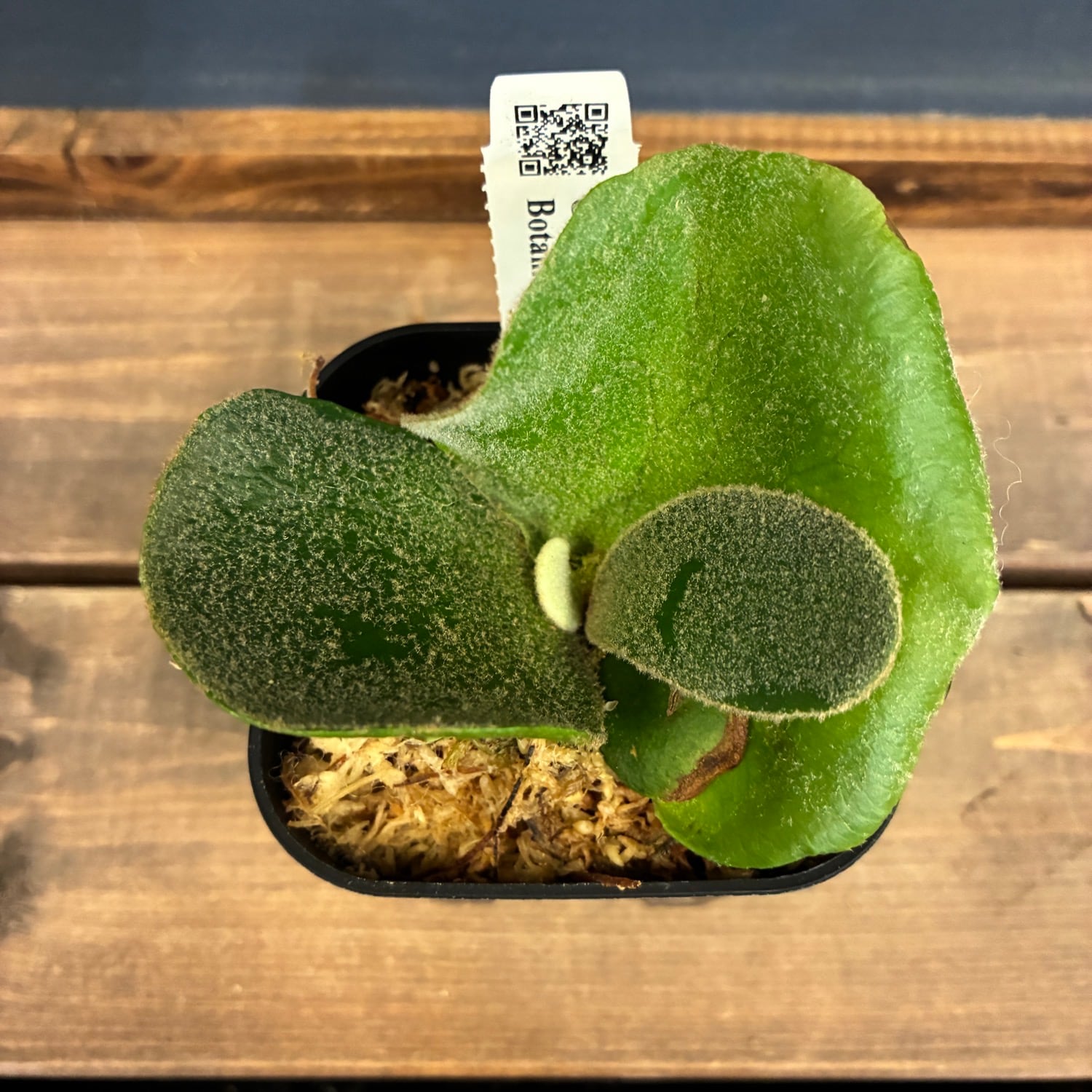 ビカクシダ P. Beasty x A-Nook x andinum ビカクシダ P. andinum【760】 | PROTOLEAF プロトリーフ