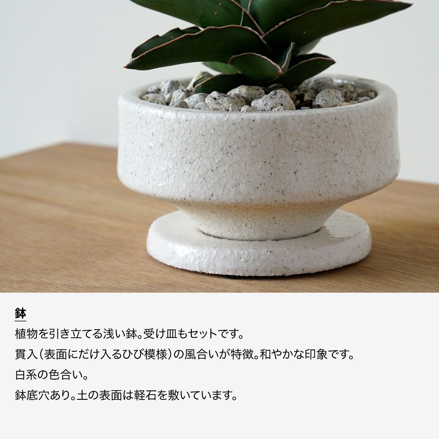 サンセベリア サムライドワーフ | AYANAS（アヤナス）｜観葉植物の