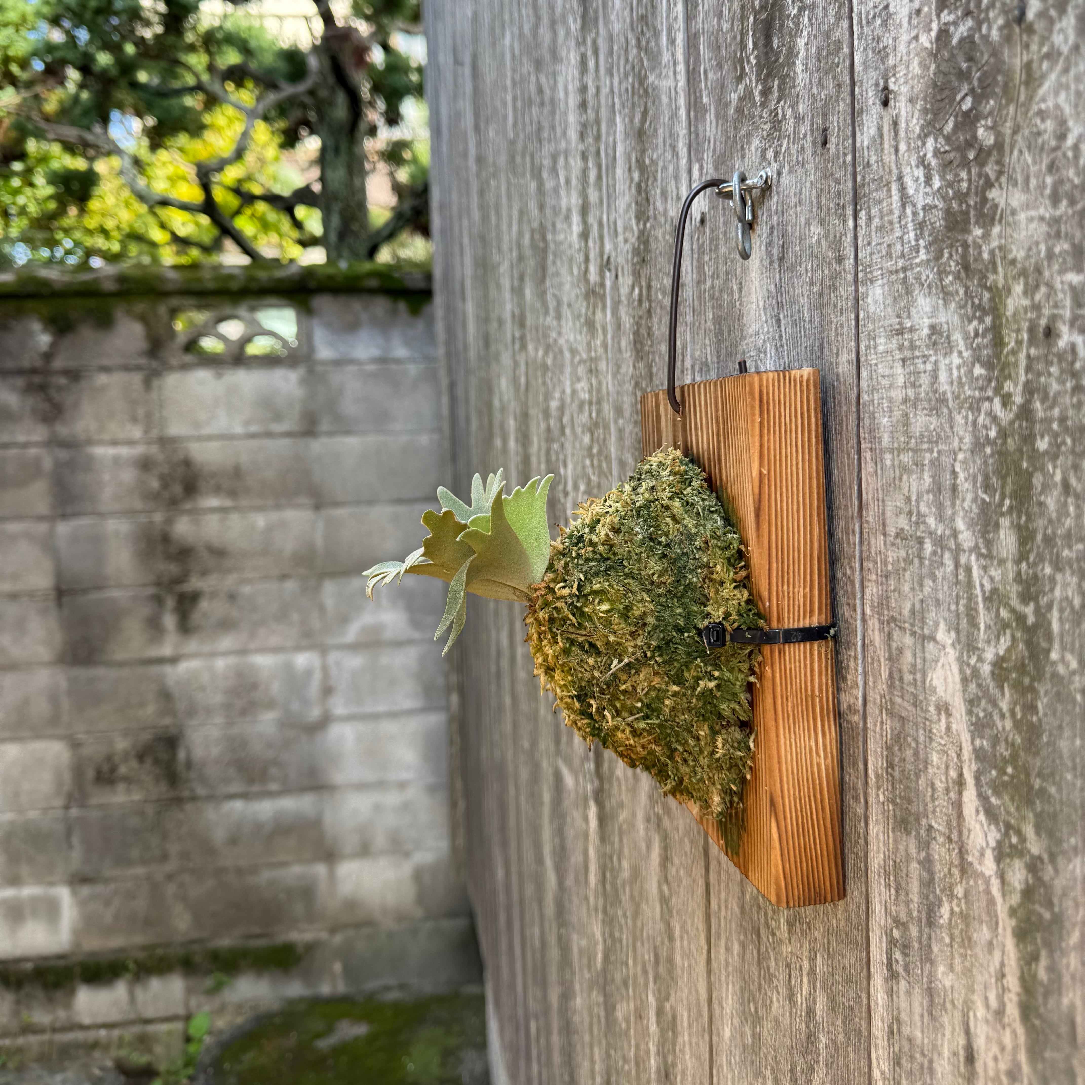 P. willinckii Jewel sporeling | naturefix