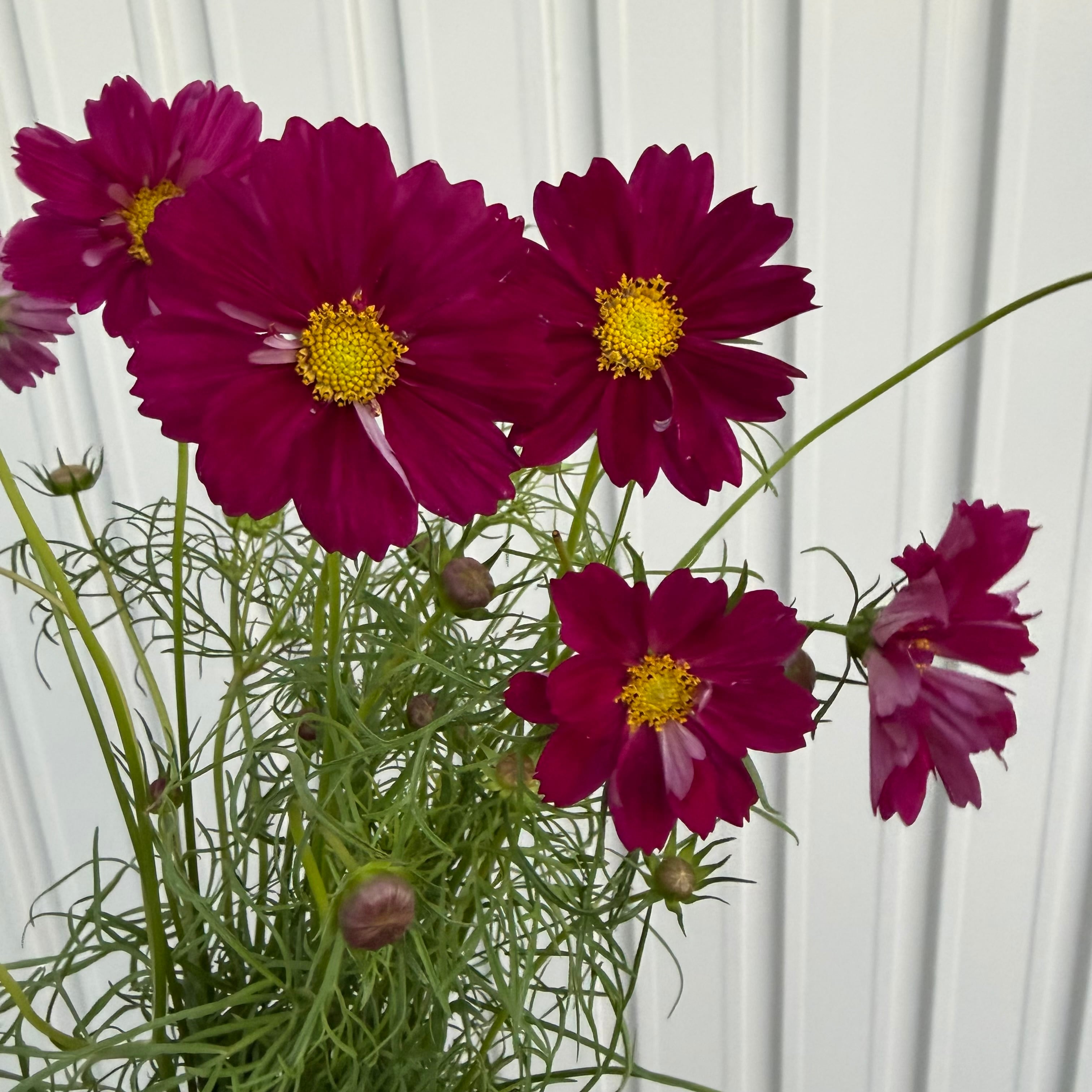 ピンク | 新鮮お花問屋 Jp-Farmers.com
