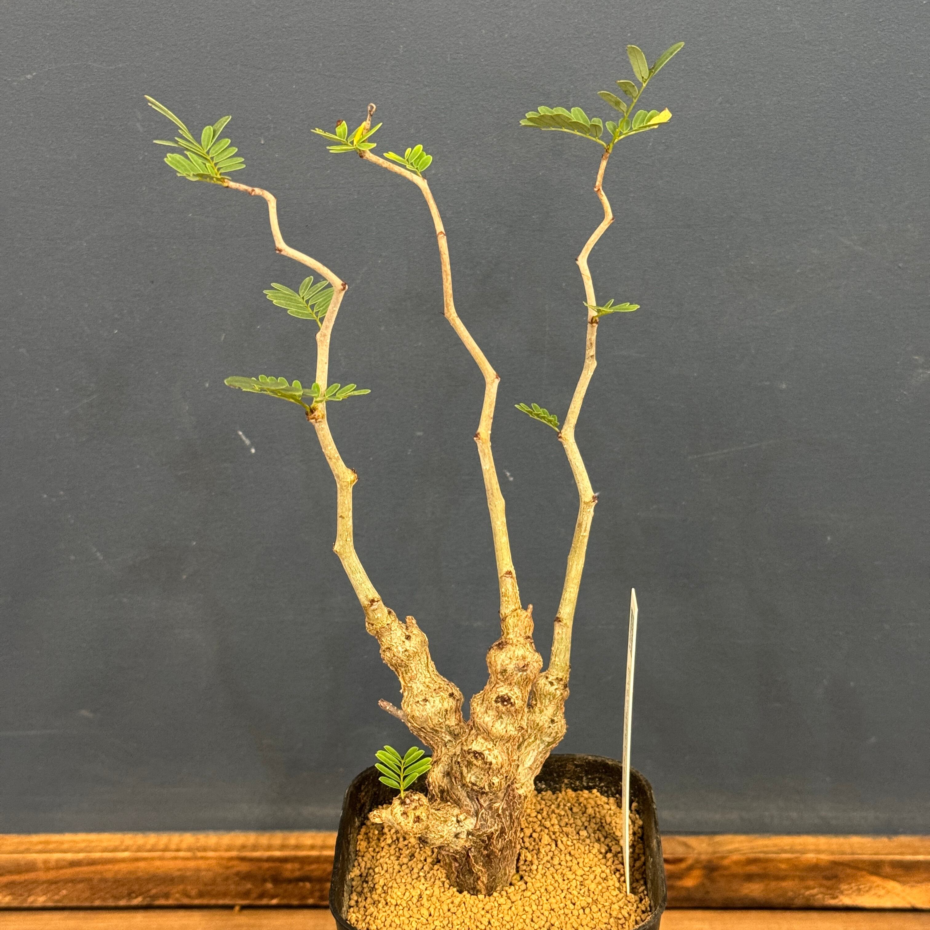 センナ メリディオナリス【213】 | PROTOLEAF プロトリーフ