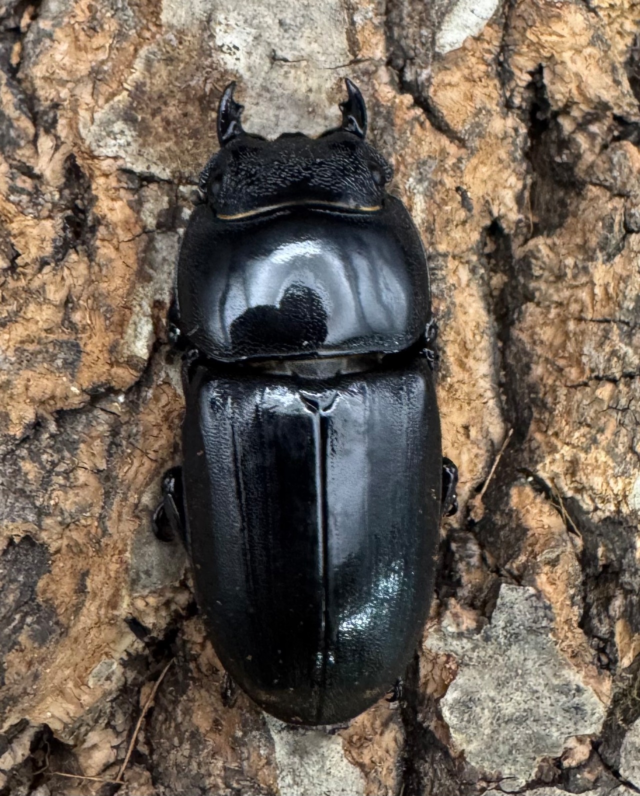 【WD】《ダイオウヒラタ 東ジャワ産 81mm ペア》②