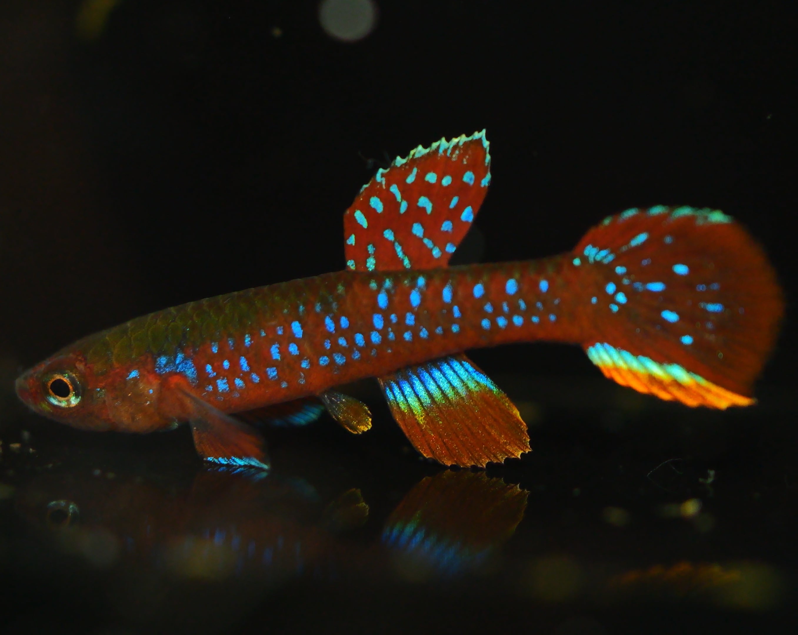 卵生メダカ beautifish25
